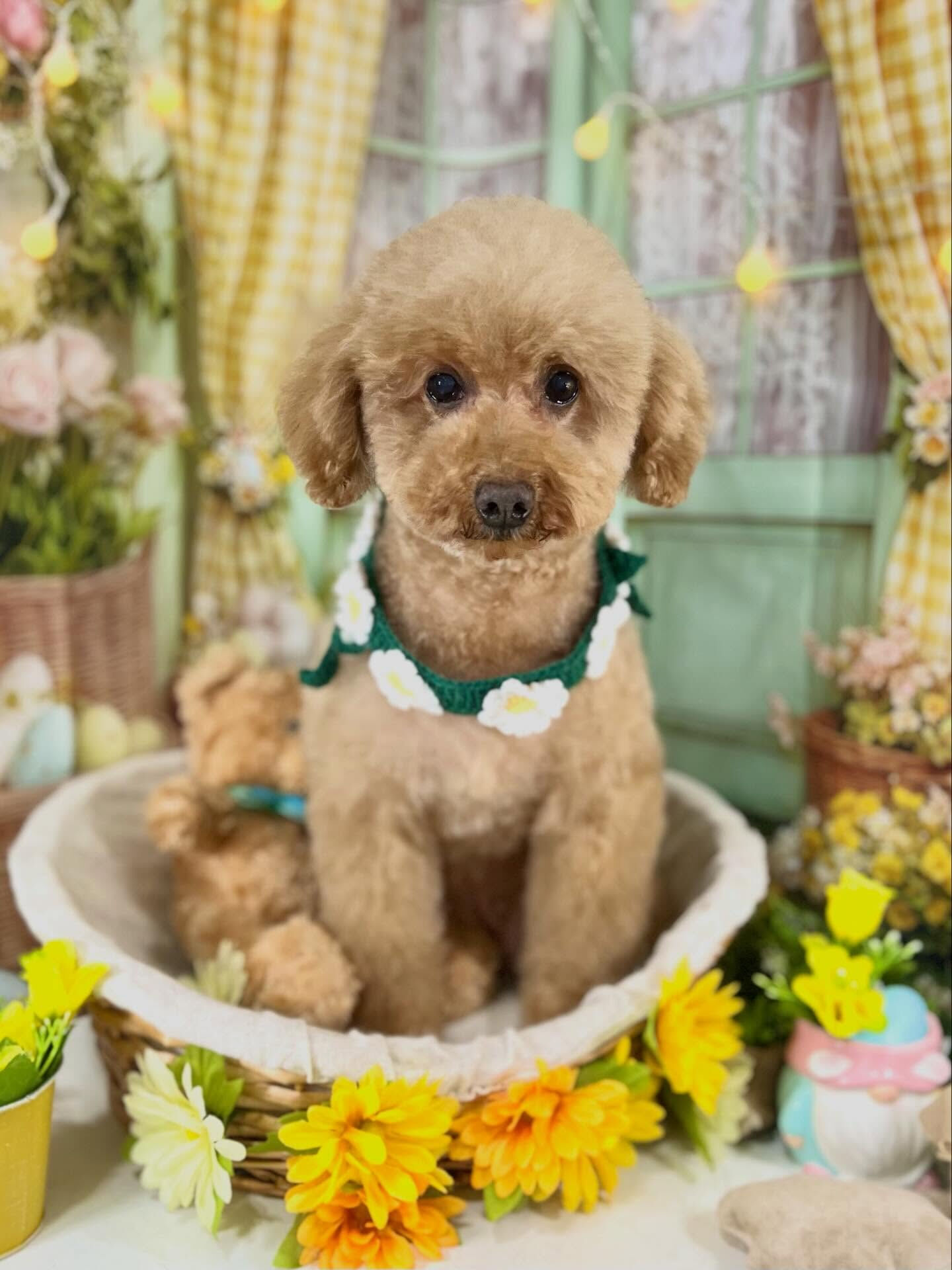 来店いただいたりりむちゃんです🐶✨