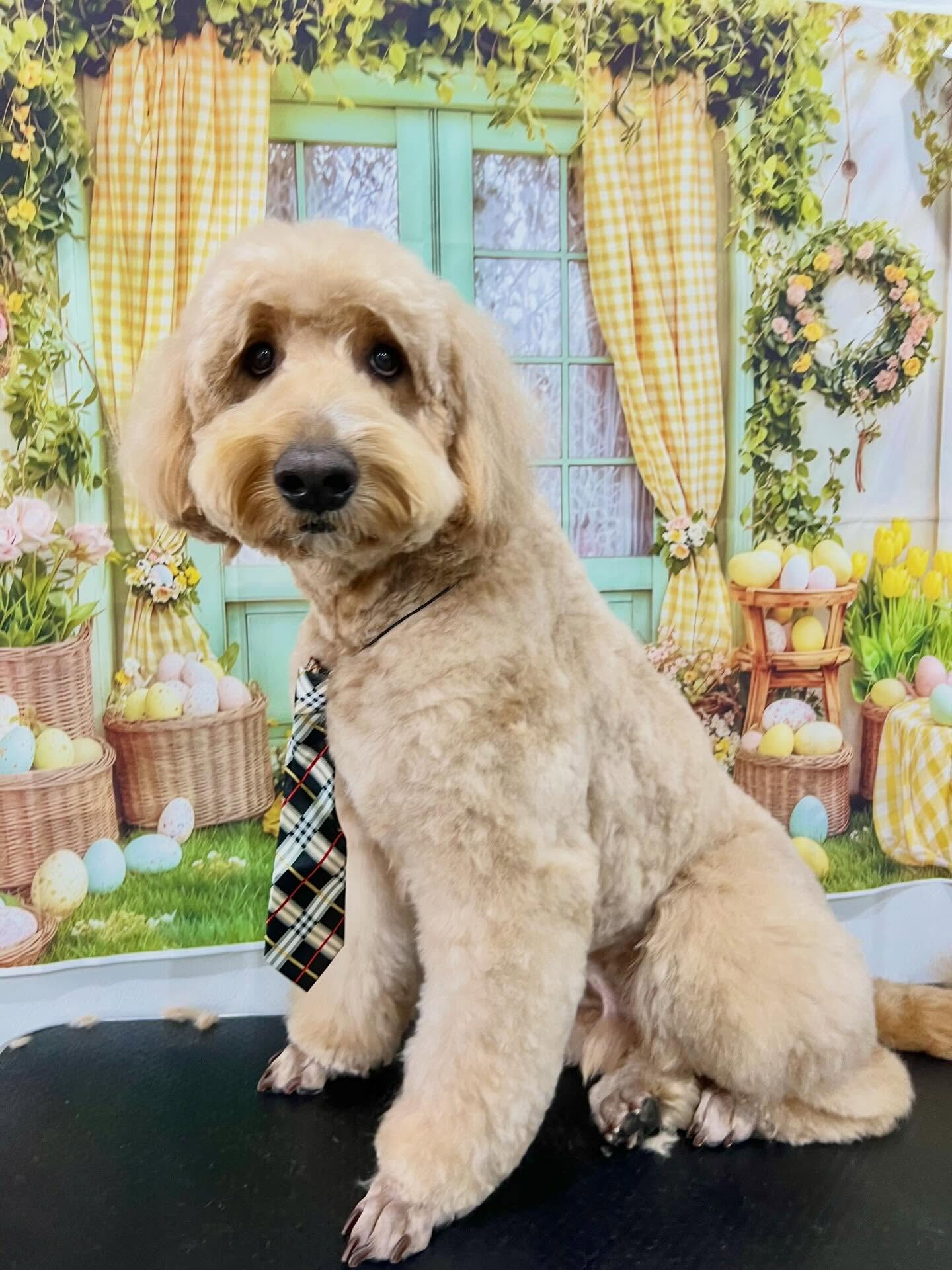 来店いただいた彩雲くんです🐶✨