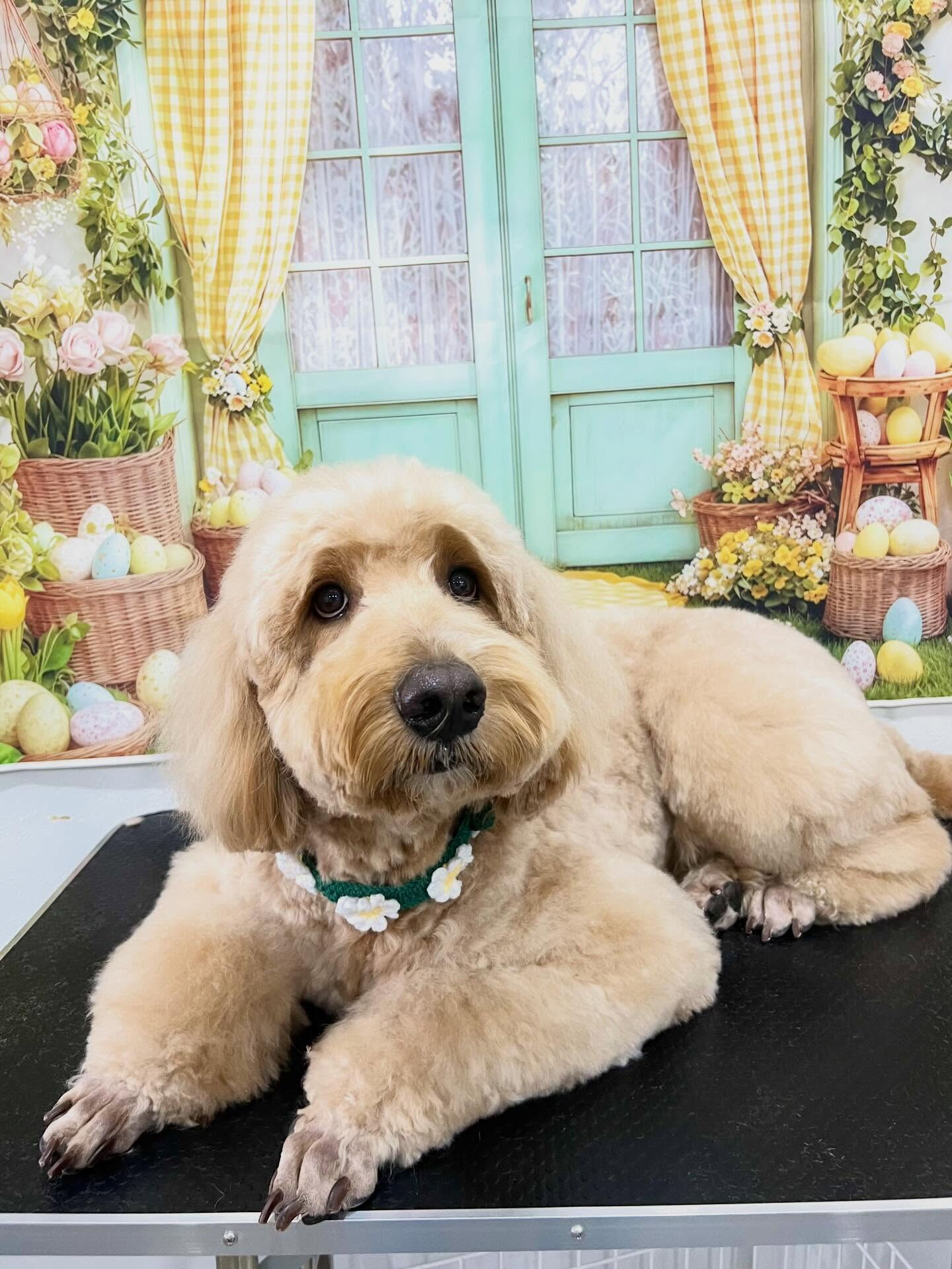 来店いただいた彩雲くんです🐶✨