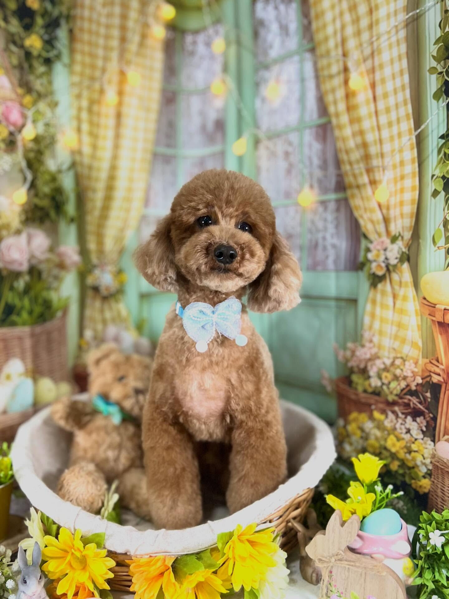 来店いただいたもこくんです🐶✨