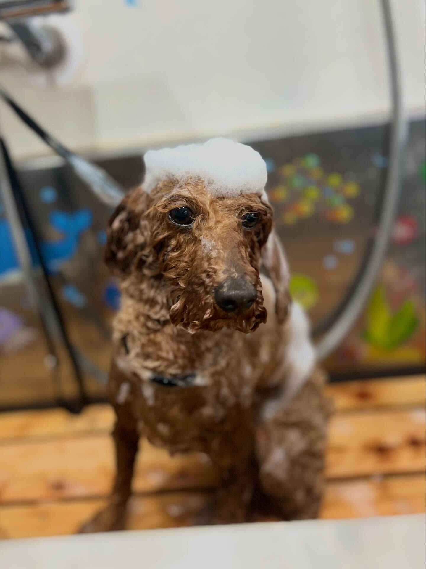 来店いただいたもこくんです🐶✨