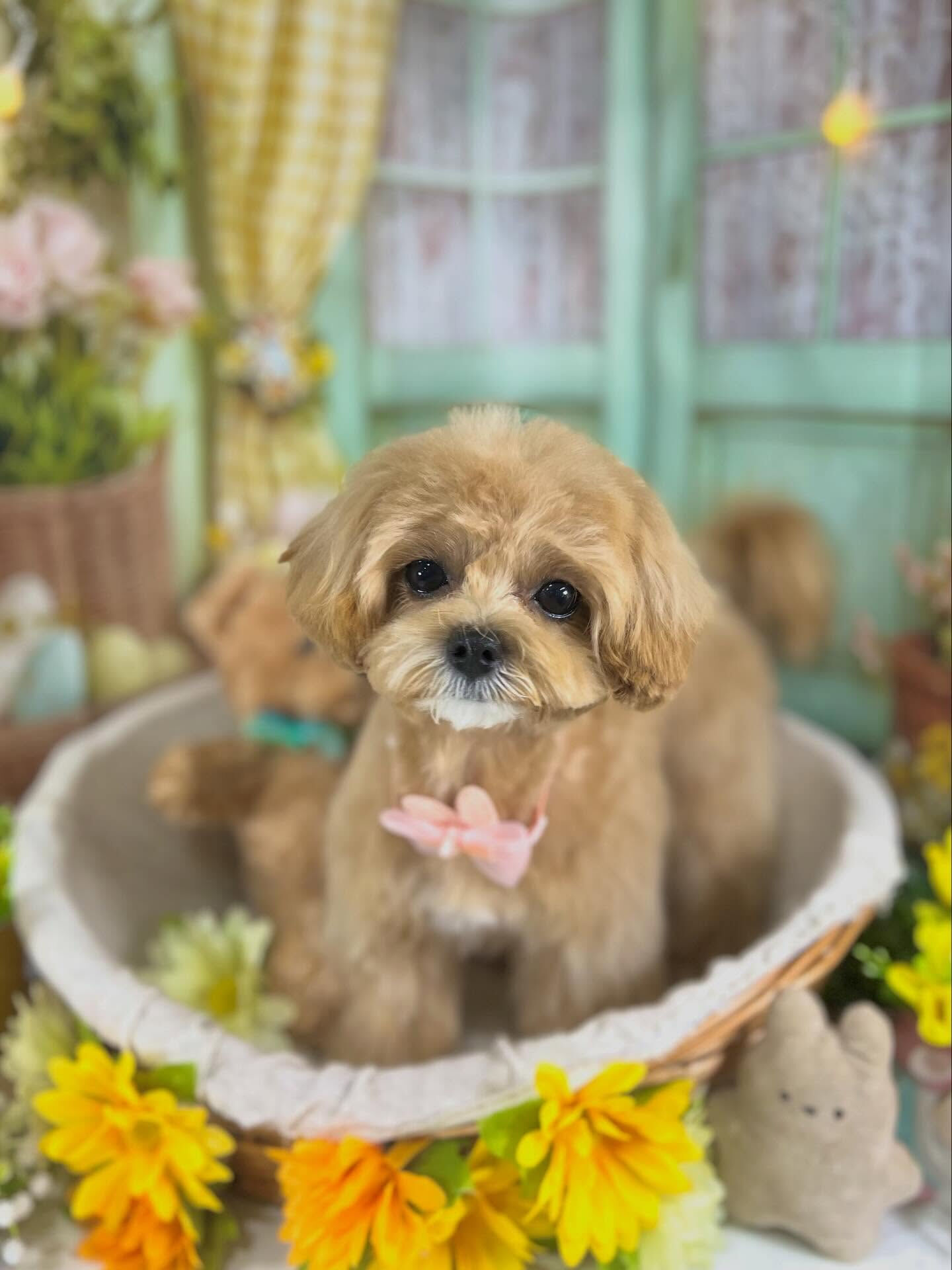 来店いただいたまるちゃんです🐶✨