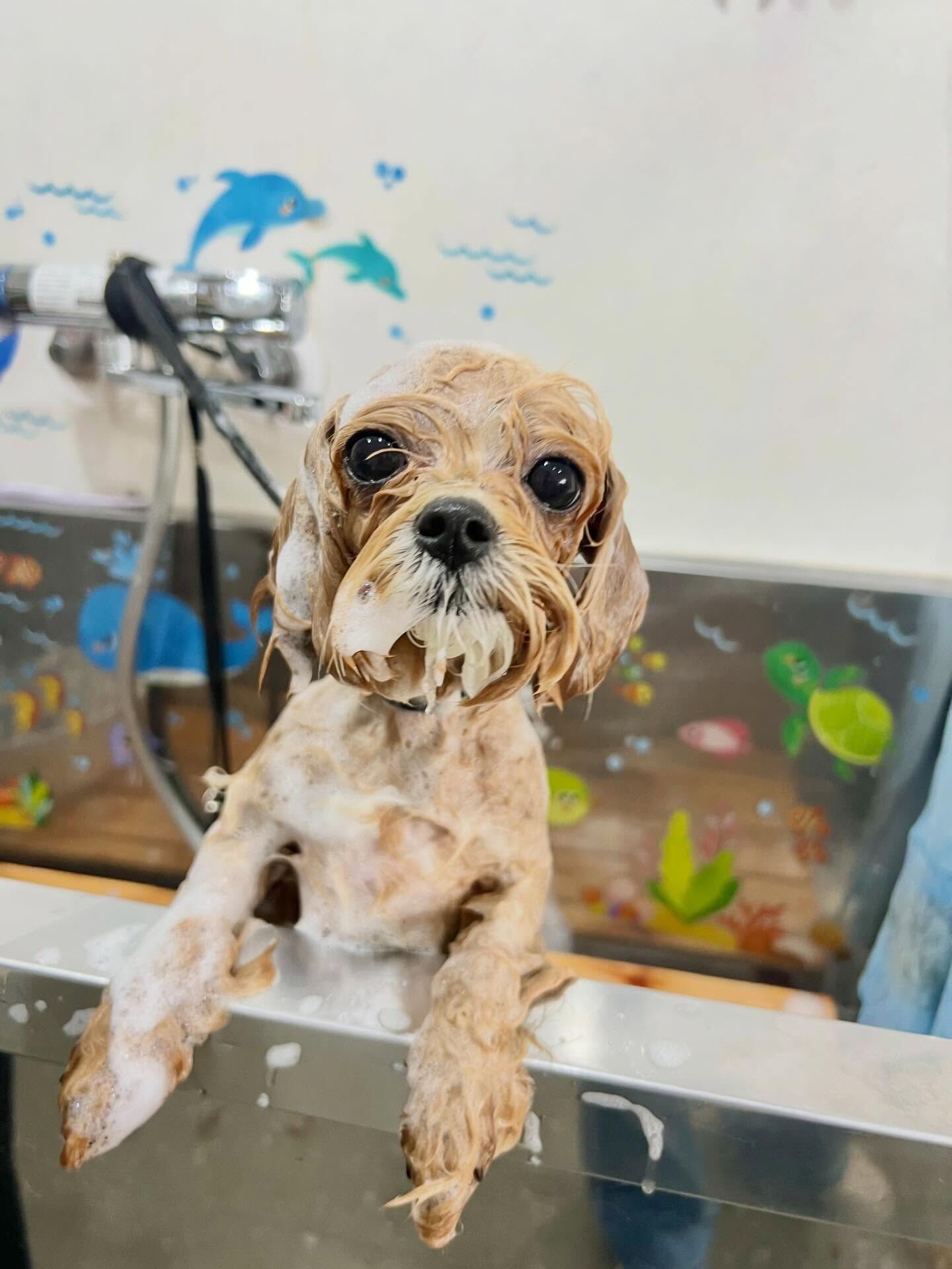 来店いただいたまるちゃんです🐶✨