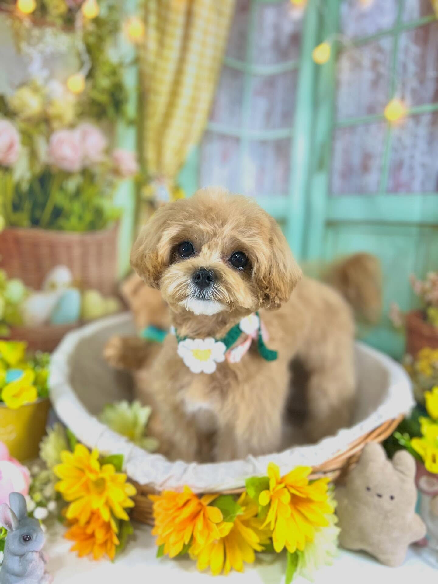 来店いただいたまるちゃんです🐶✨
