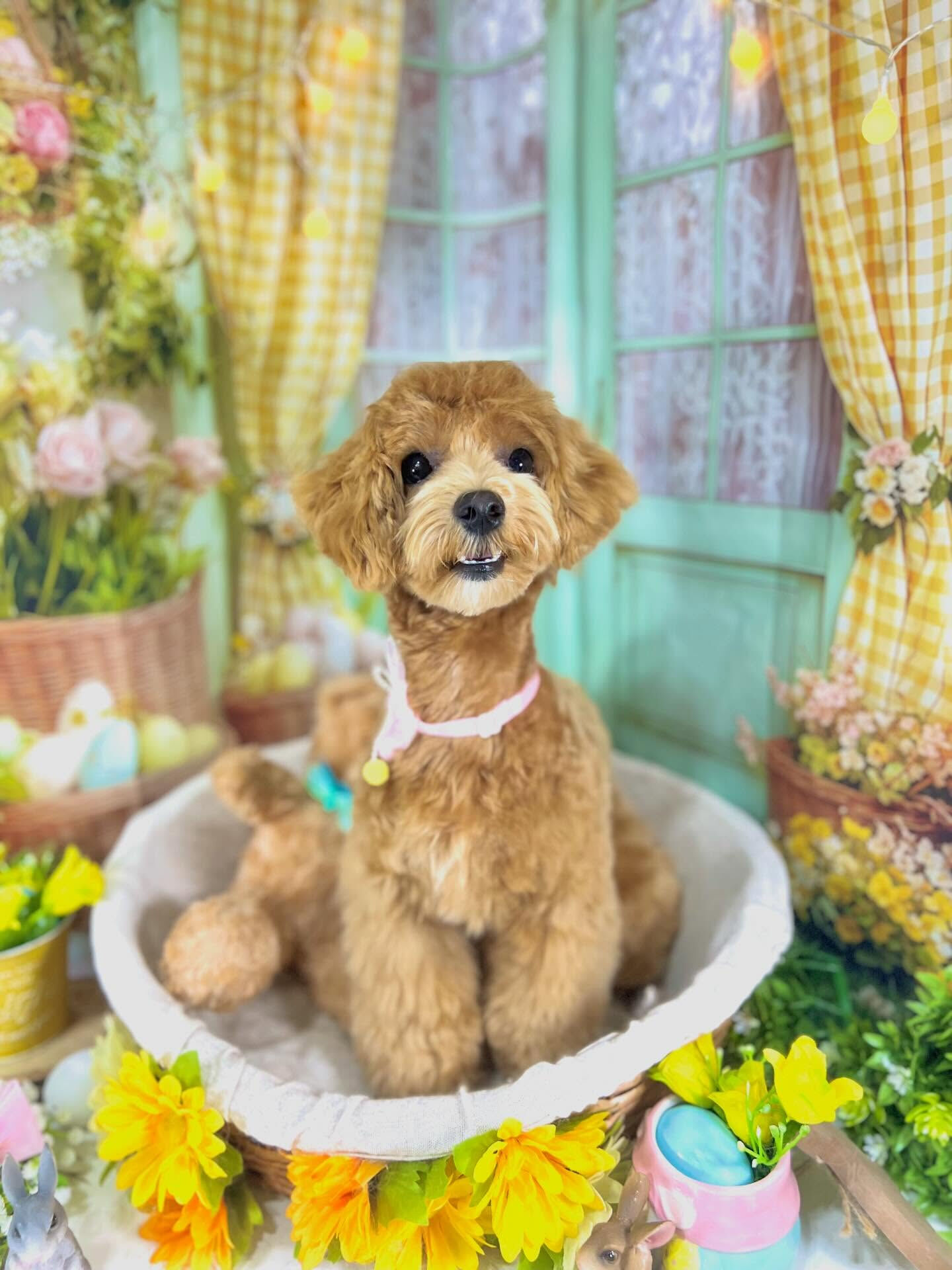 来店いただいたあくあちゃんです🐶✨