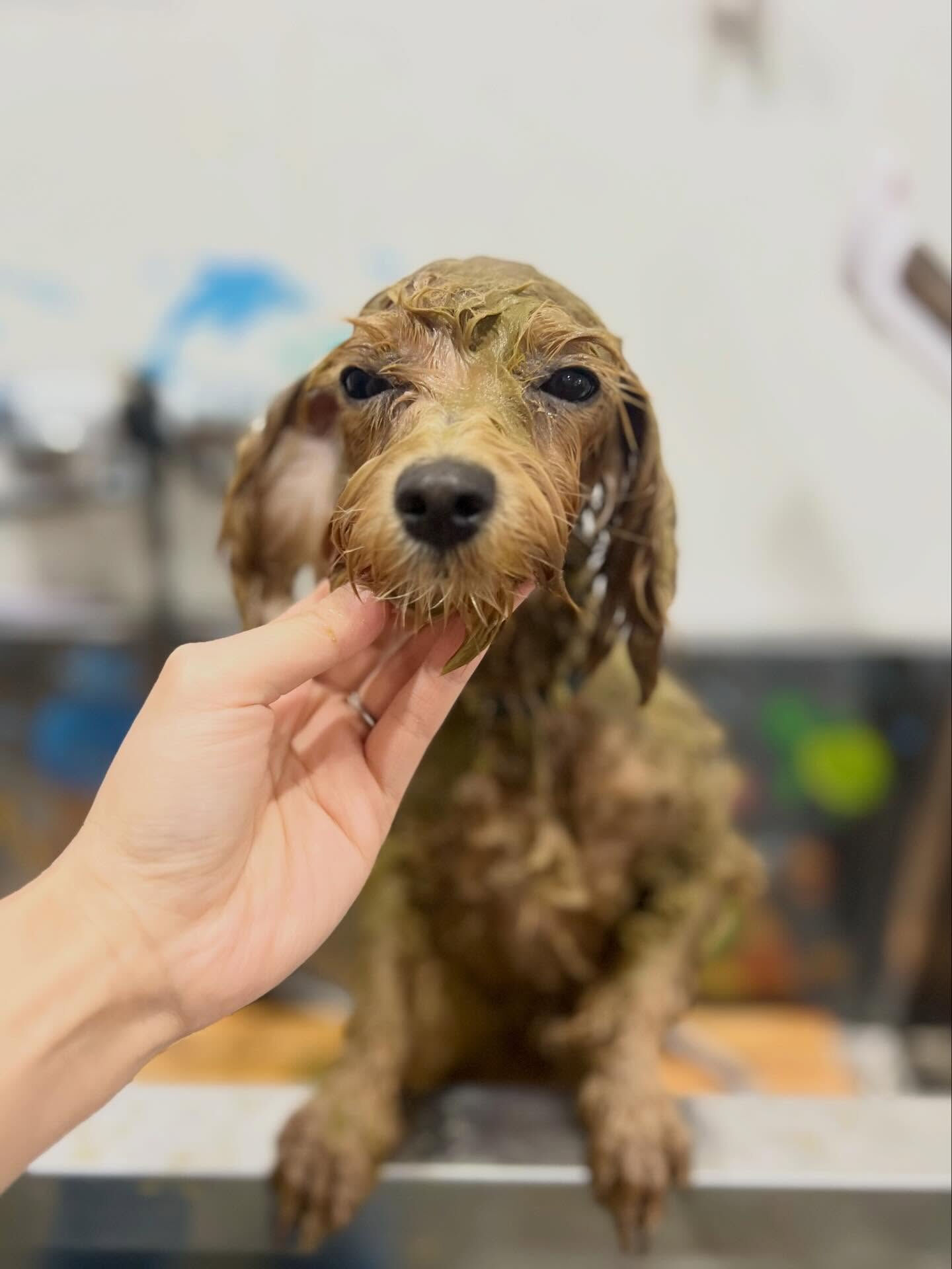 来店いただいたあくあちゃんです🐶✨