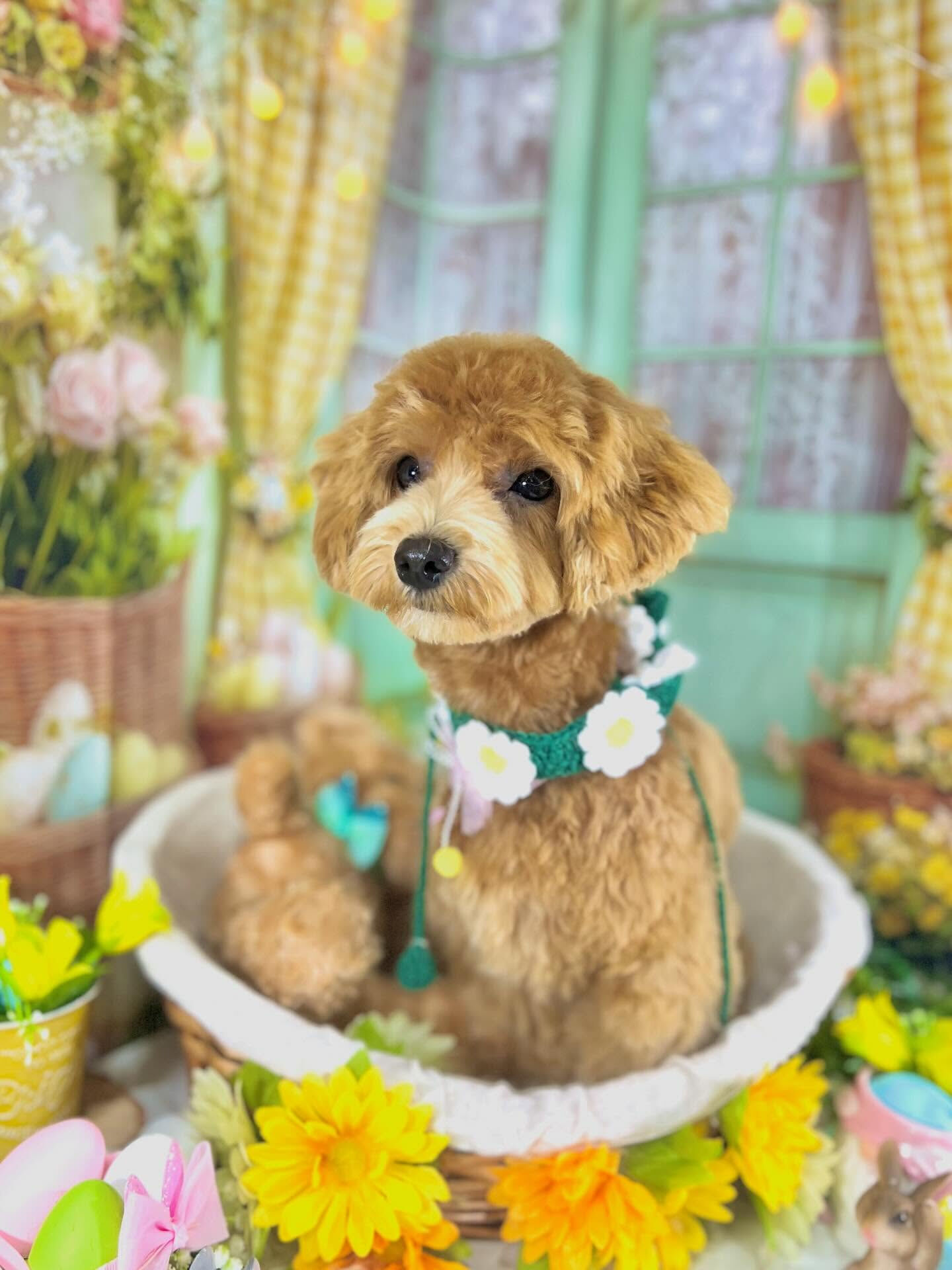来店いただいたあくあちゃんです🐶✨