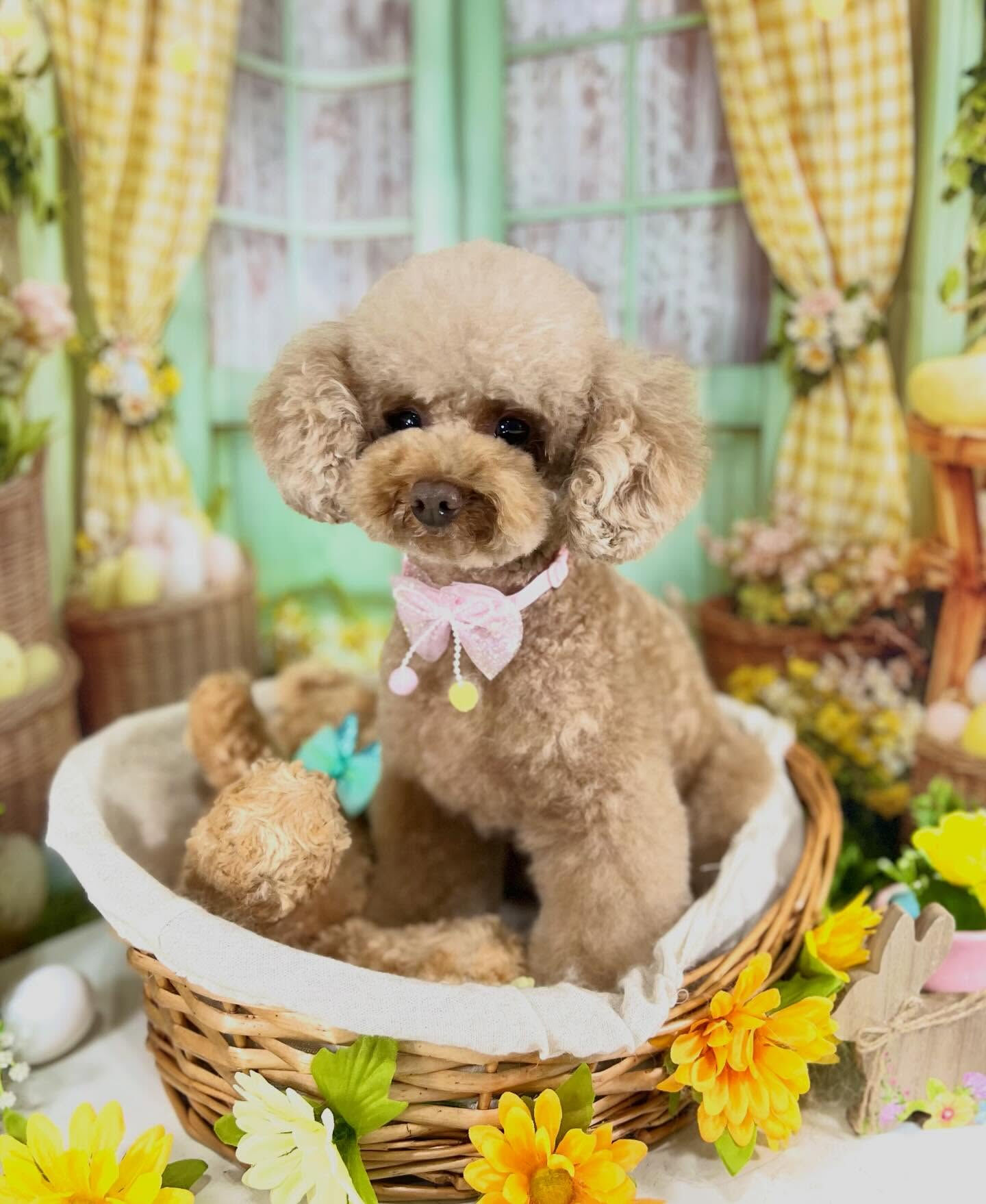 来店いただいたピコちゃんです🐶✨