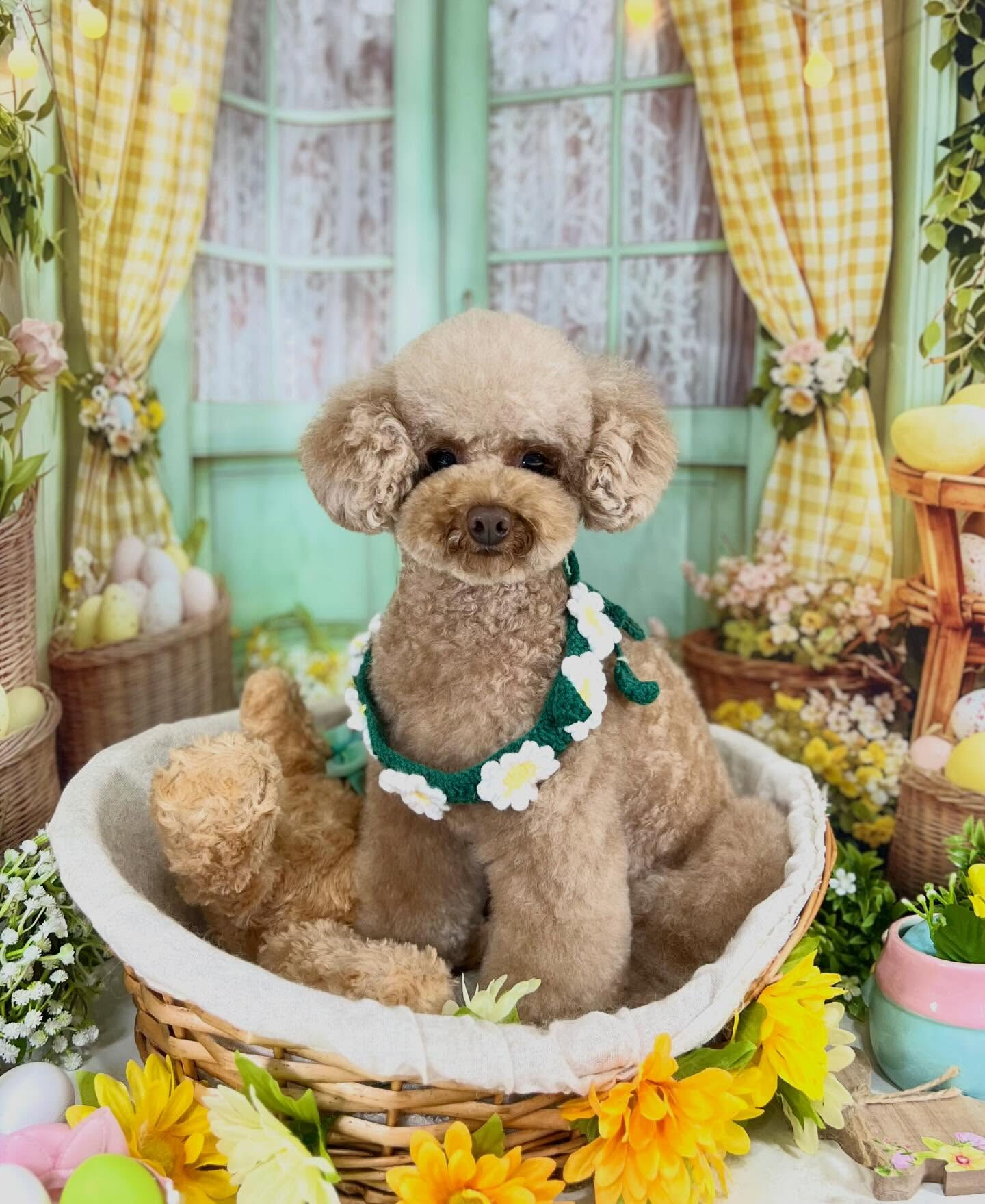 来店いただいたピコちゃんです🐶✨