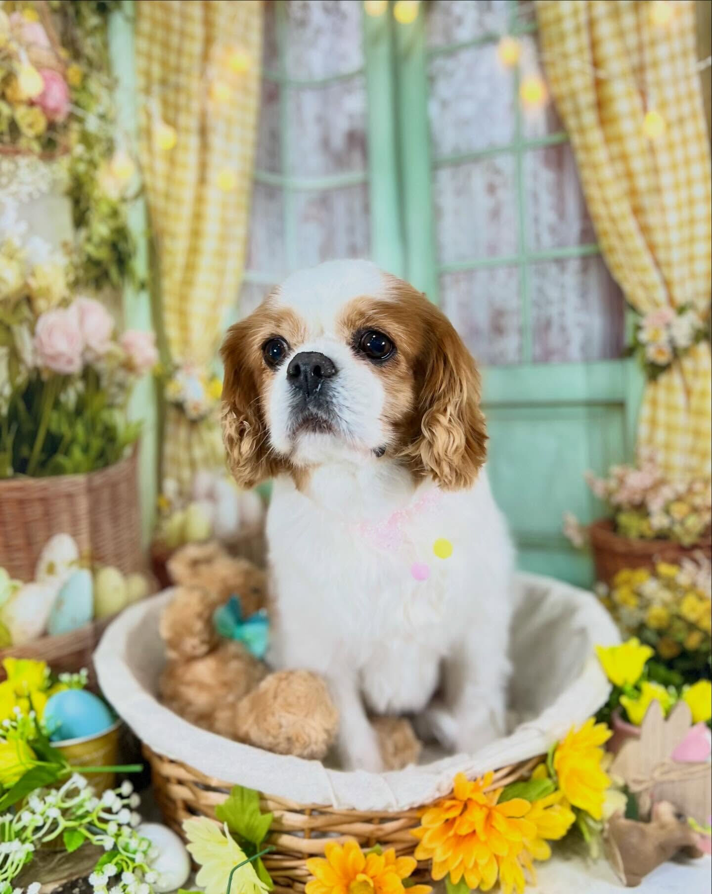 来店いただいたおはなちゃんです🐶✨