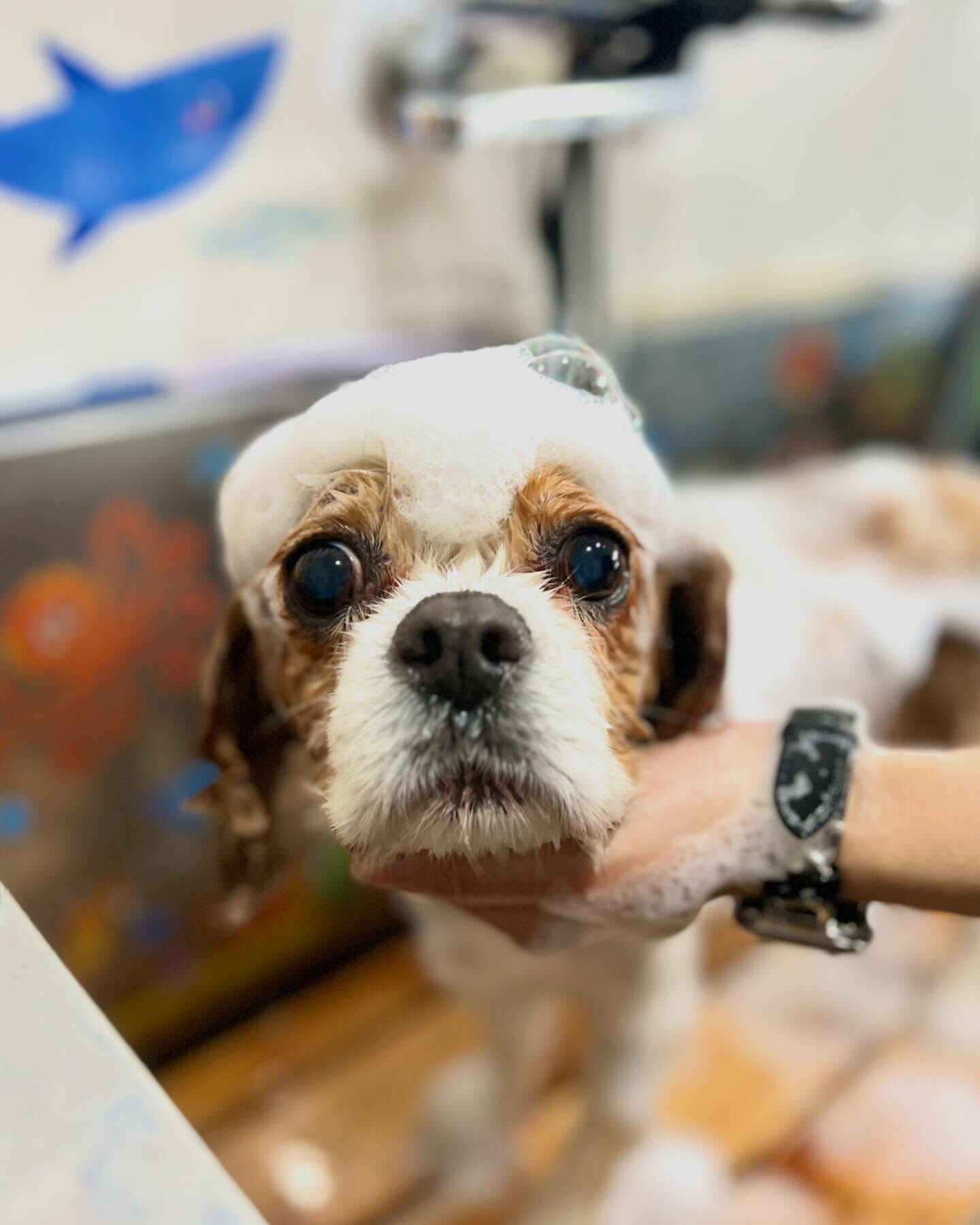 来店いただいたおはなちゃんです🐶✨