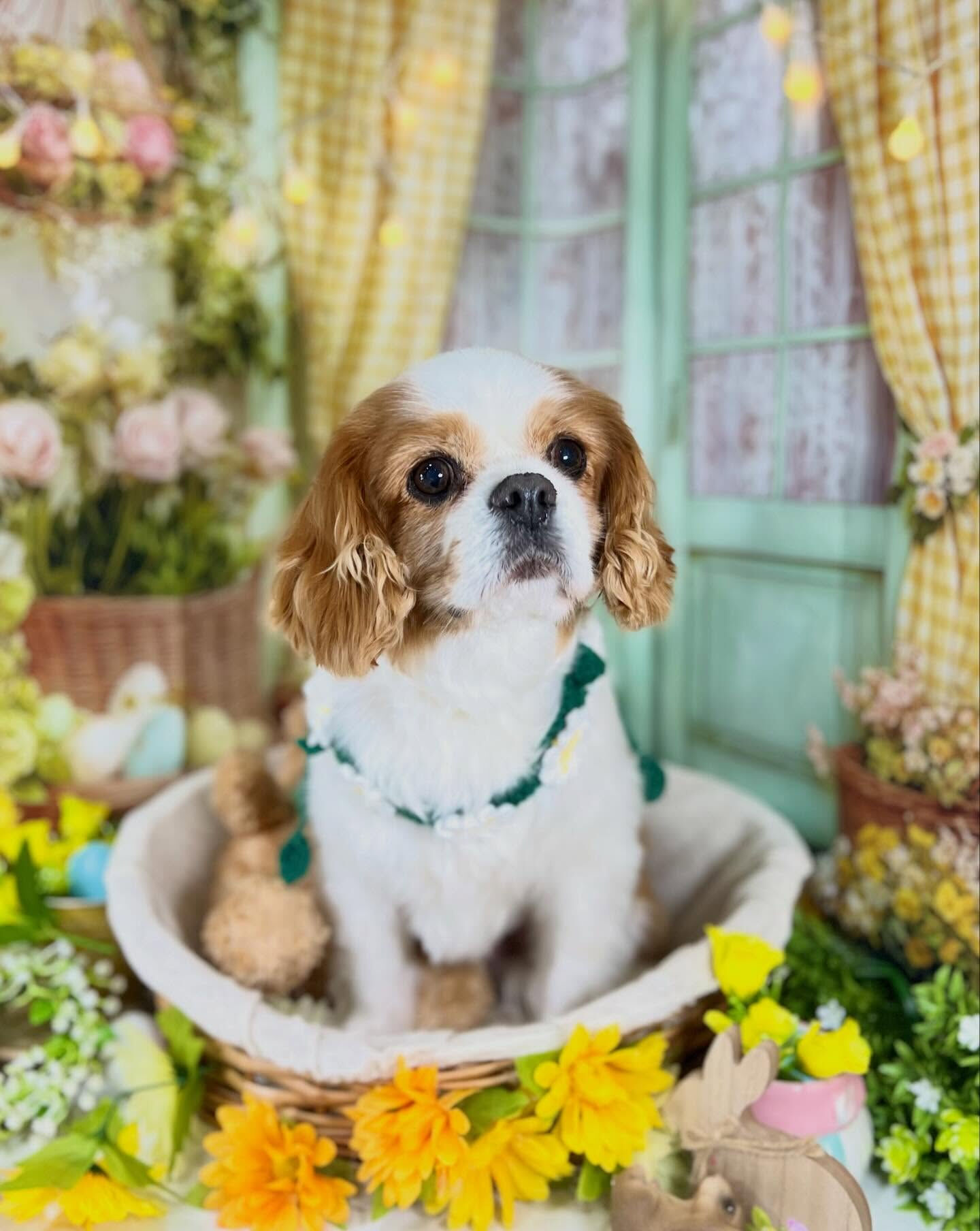 来店いただいたおはなちゃんです🐶✨