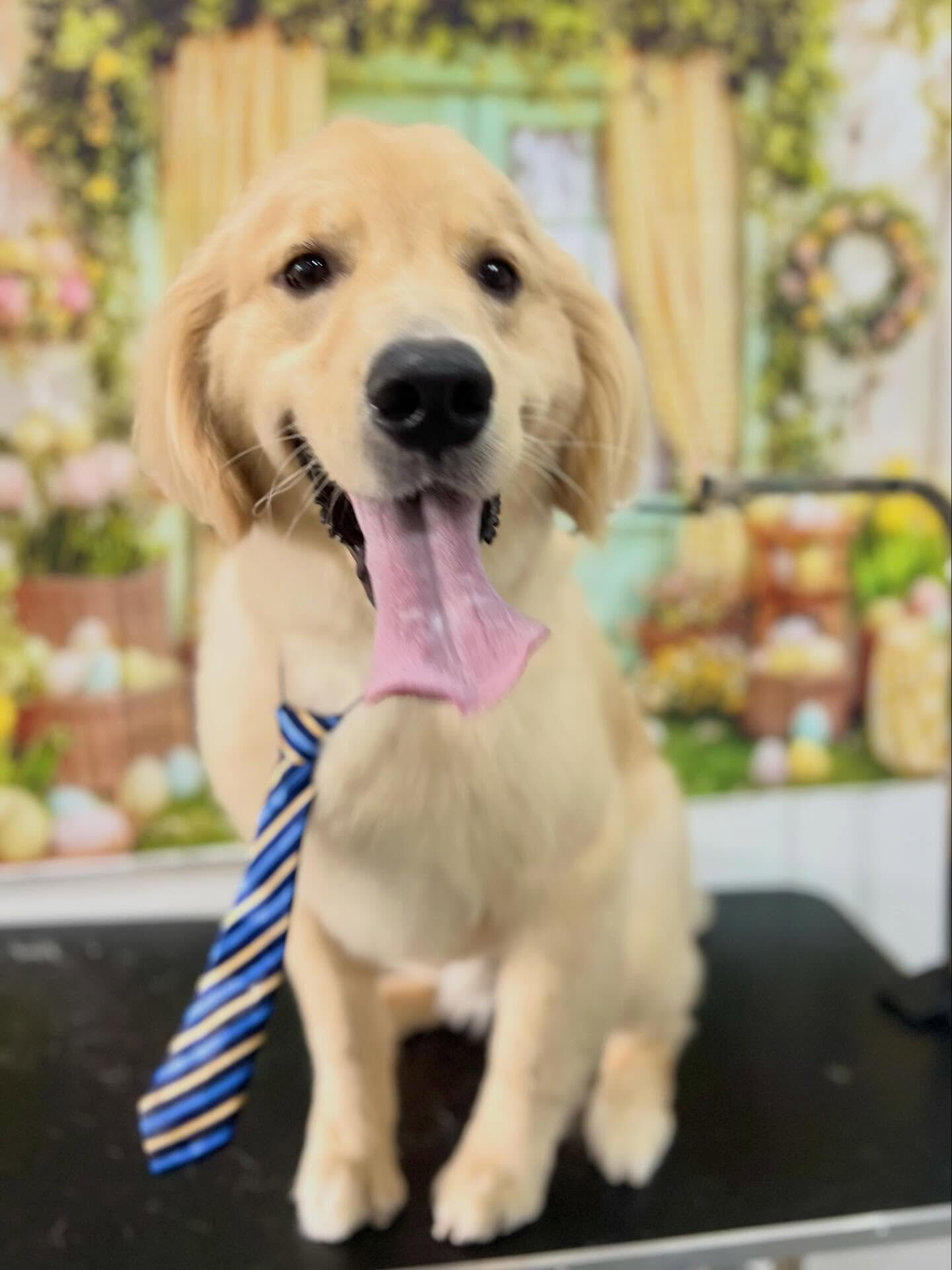 来店いただいたパン太くんです🐶✨