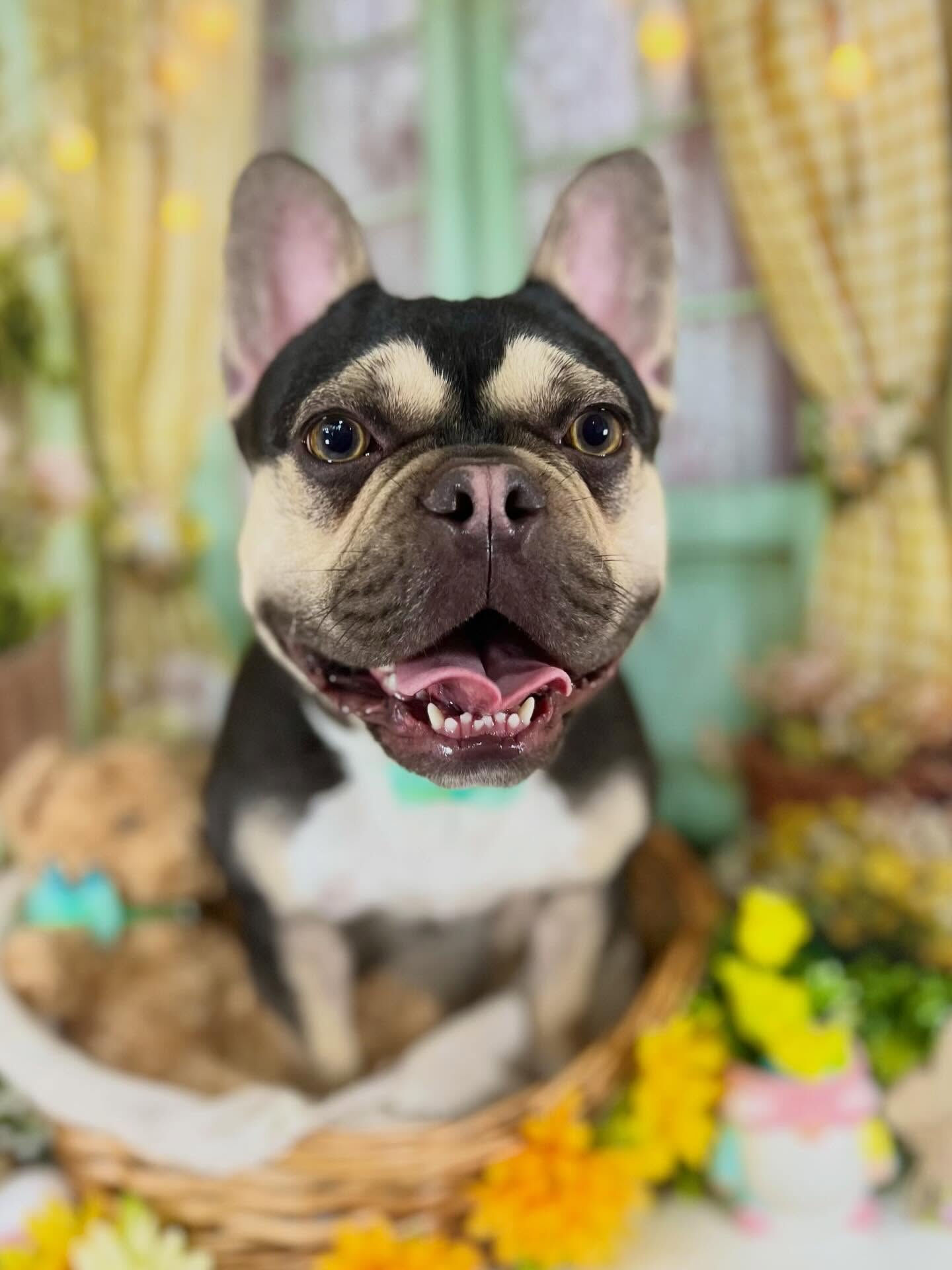 来店いただいたシルバくんです🐶✨