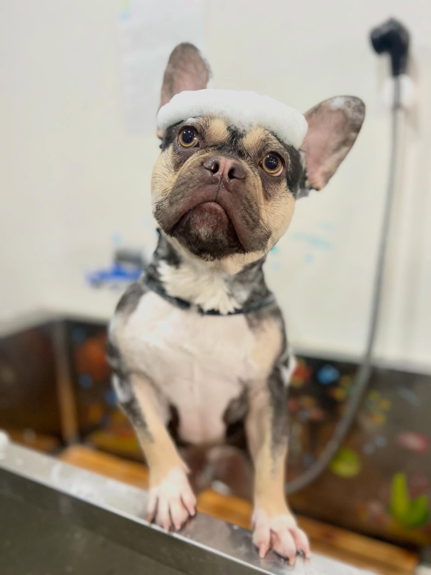 来店いただいたシルバくんです🐶✨