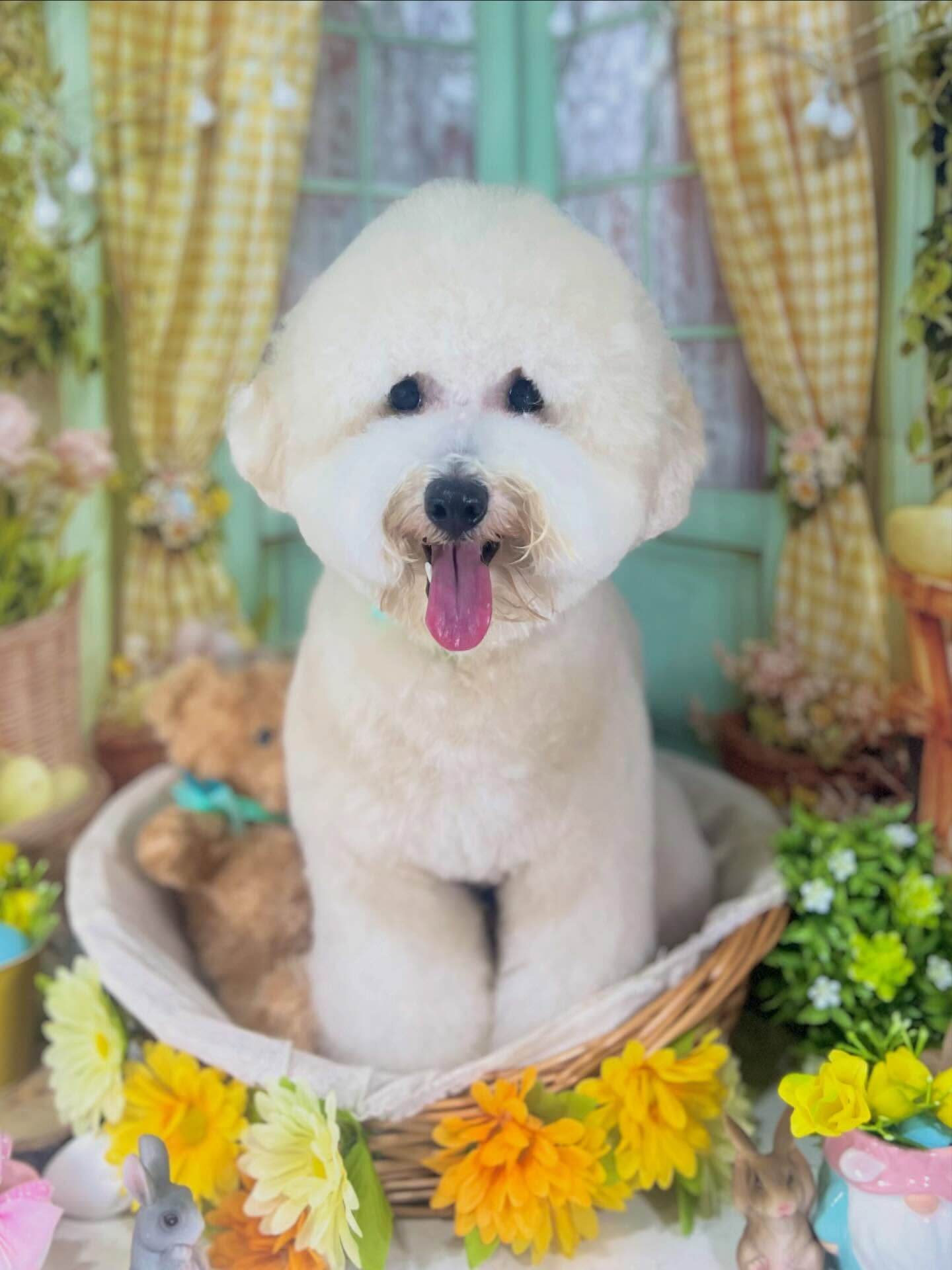 来店いただいたププくんです🐶✨