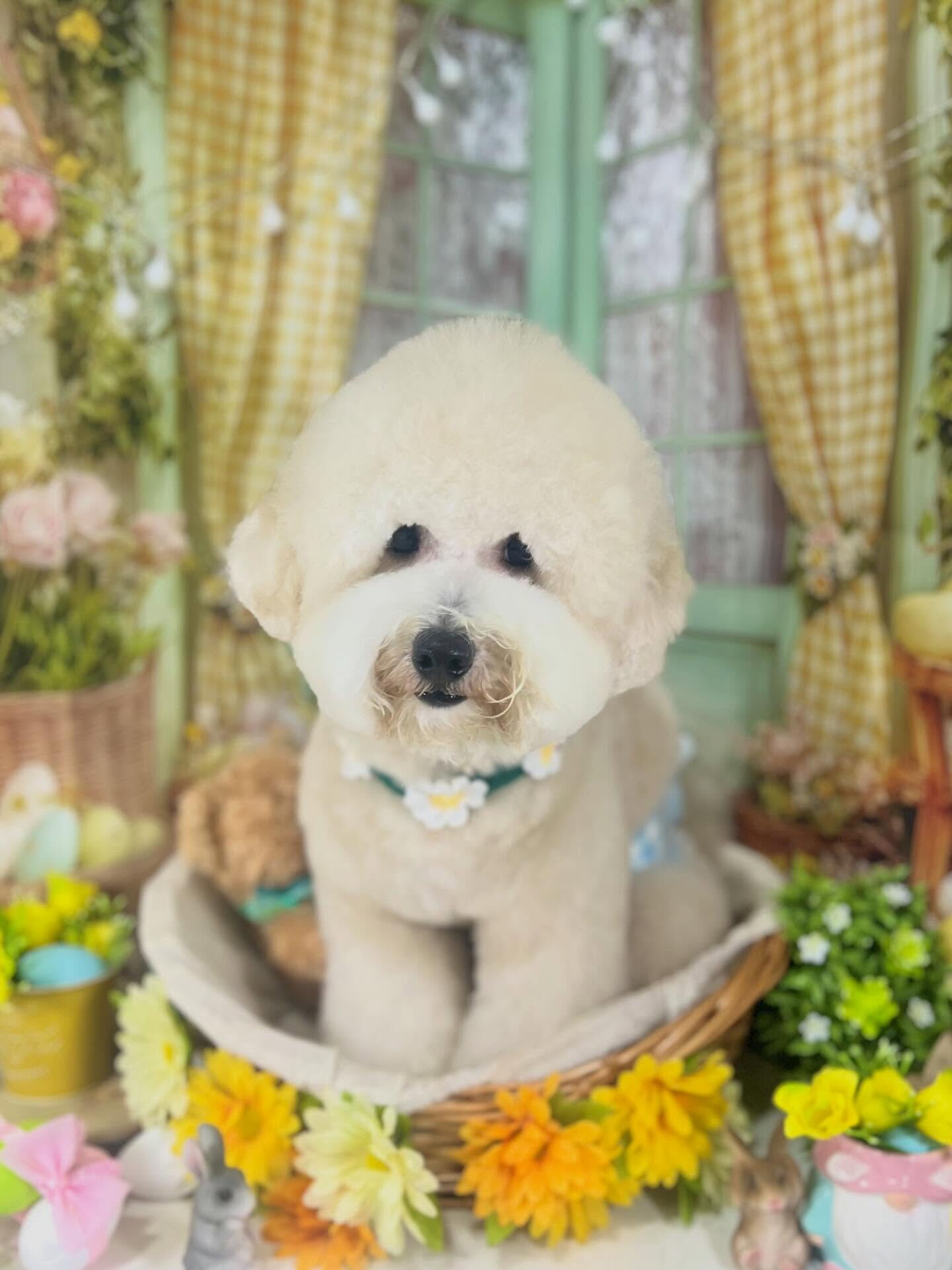 来店いただいたププくんです🐶✨