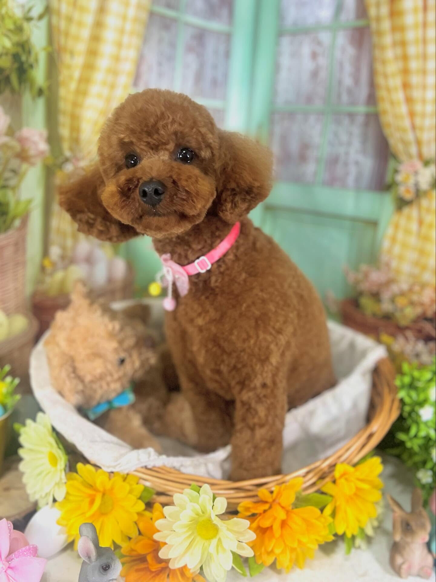 来店いただいたラテちゃんです🐶✨