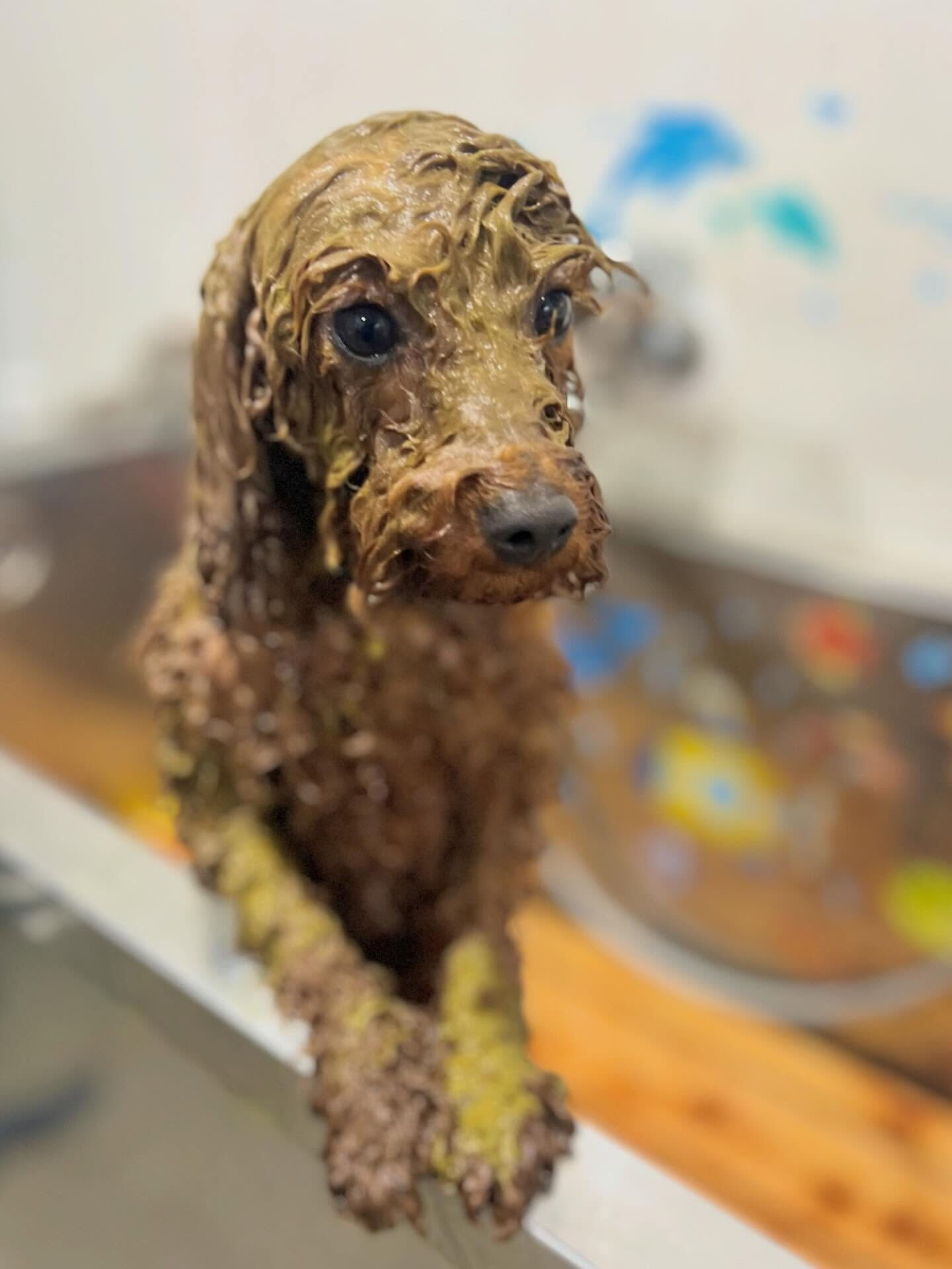 来店いただいたラテちゃんです🐶✨