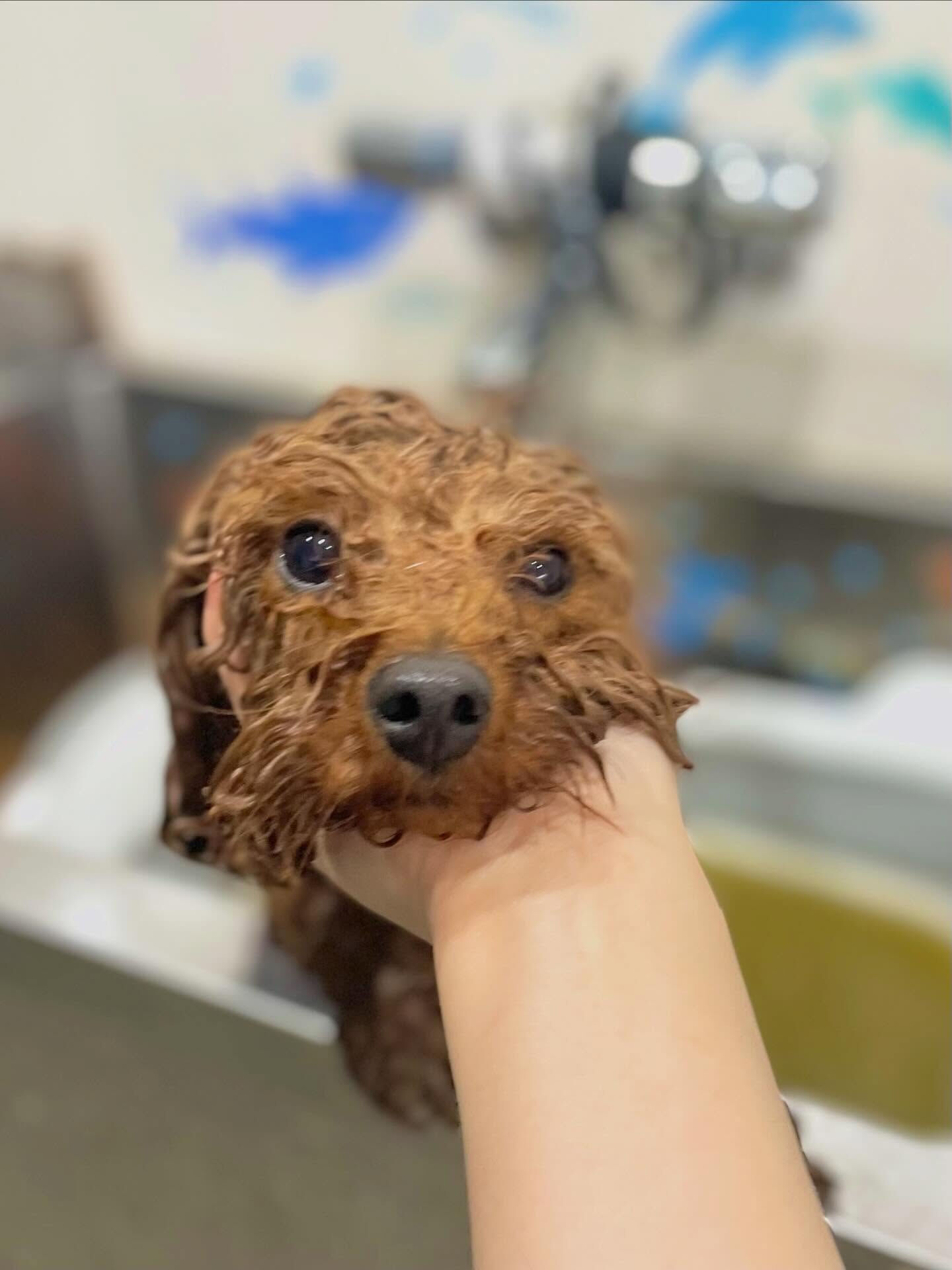 来店いただいたラテちゃんです🐶✨