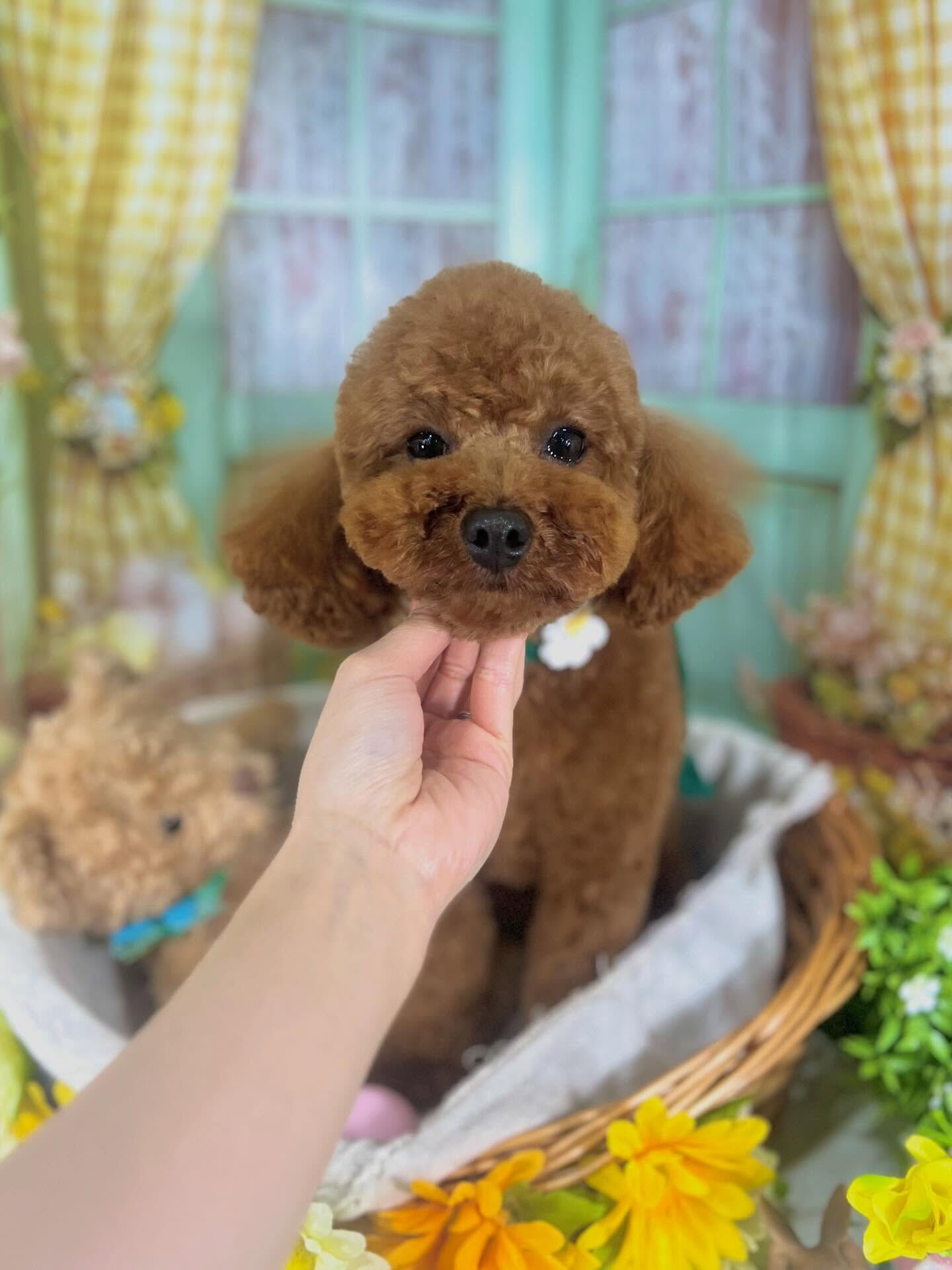 来店いただいたラテちゃんです🐶✨