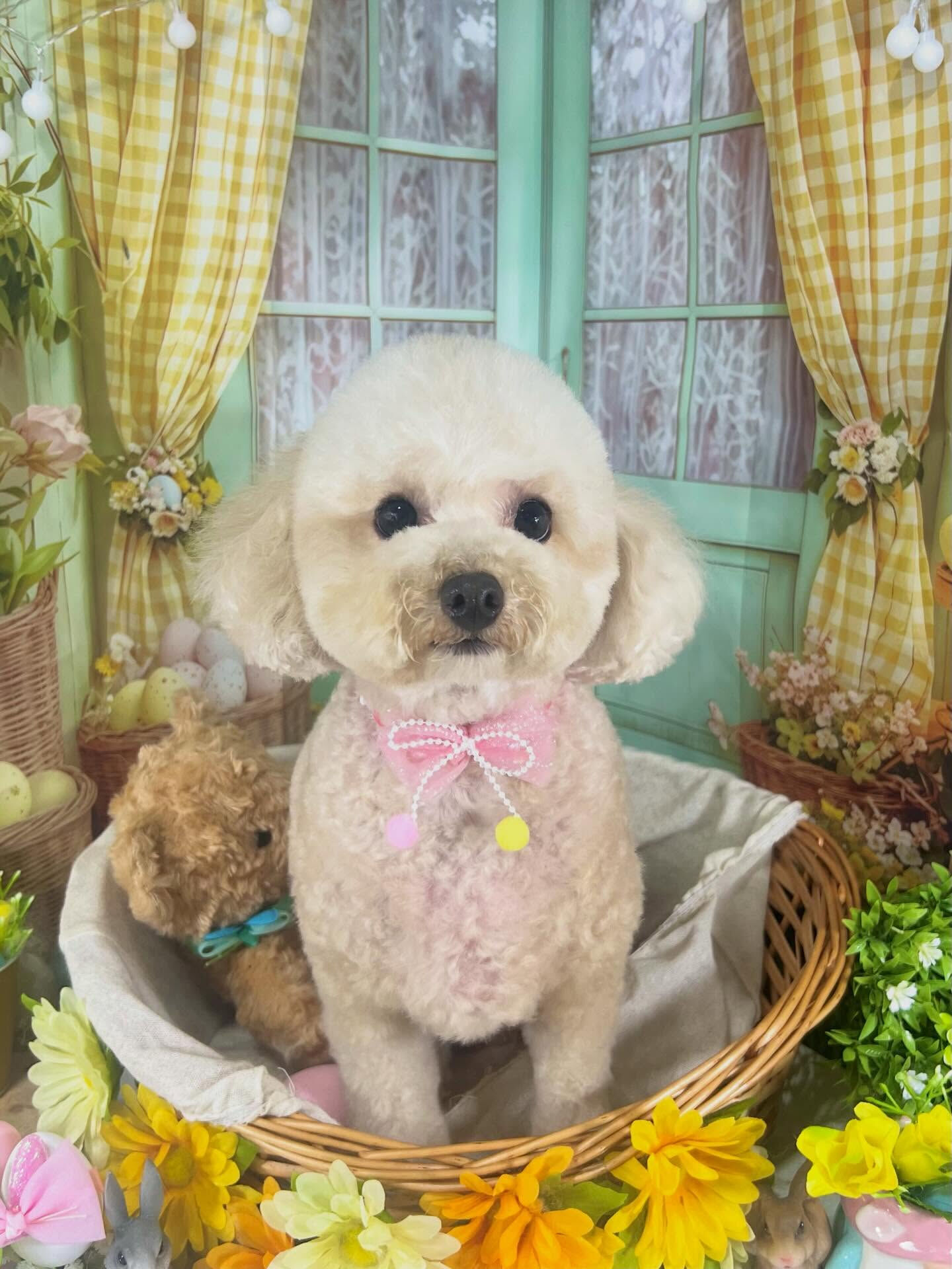 来店いただいたモモちゃんです🐶✨