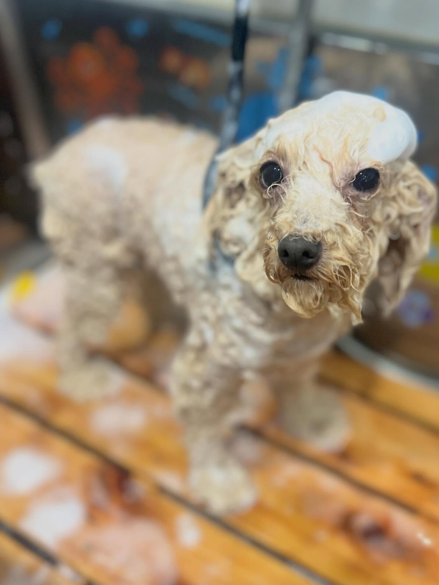 来店いただいたモモちゃんです🐶✨