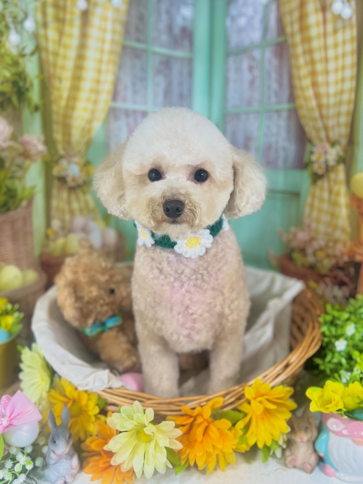 来店いただいたモモちゃんです🐶✨