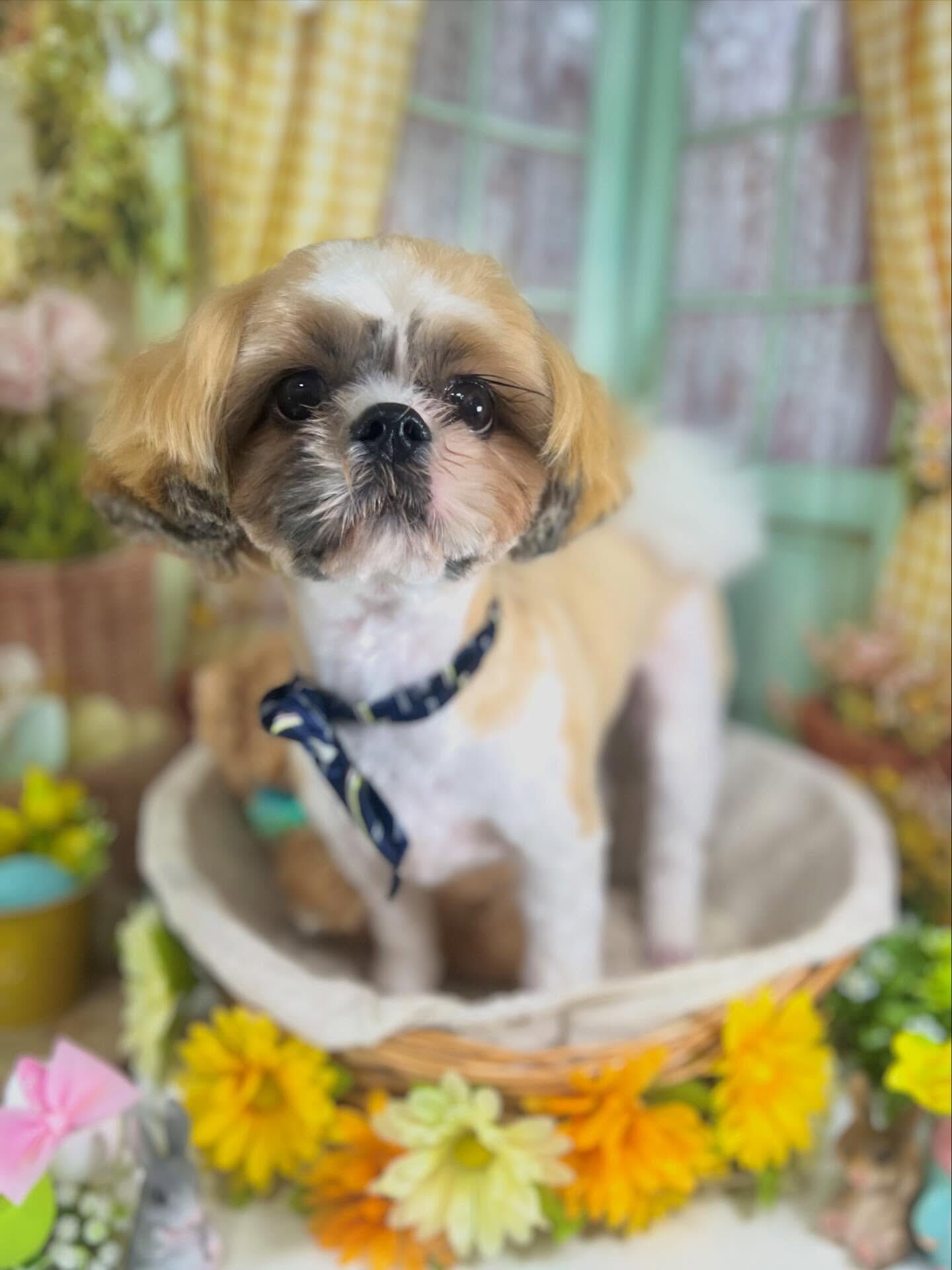 来店いただいたルカくんです🐶✨