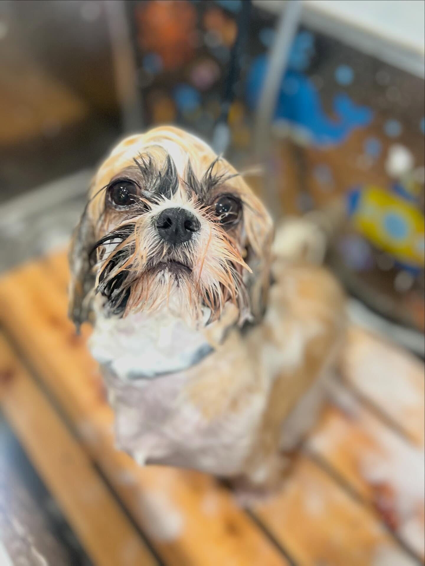 来店いただいたルカくんです🐶✨