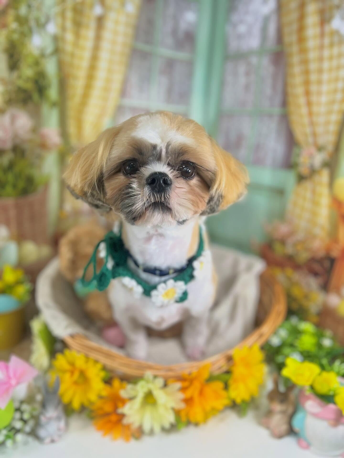 来店いただいたルカくんです🐶✨