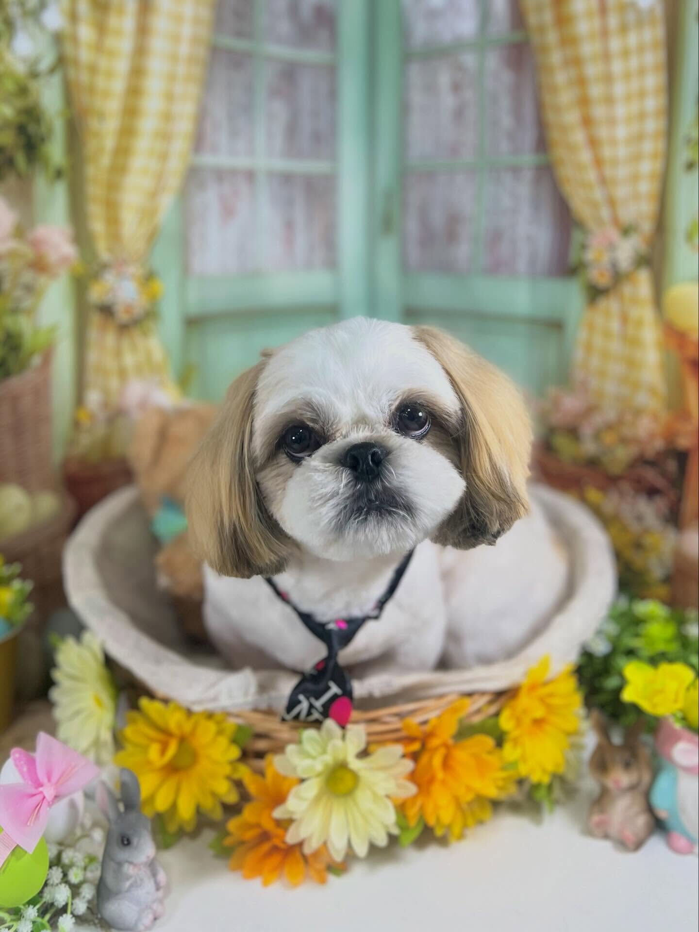 来店いただいたルイくんです🐶✨