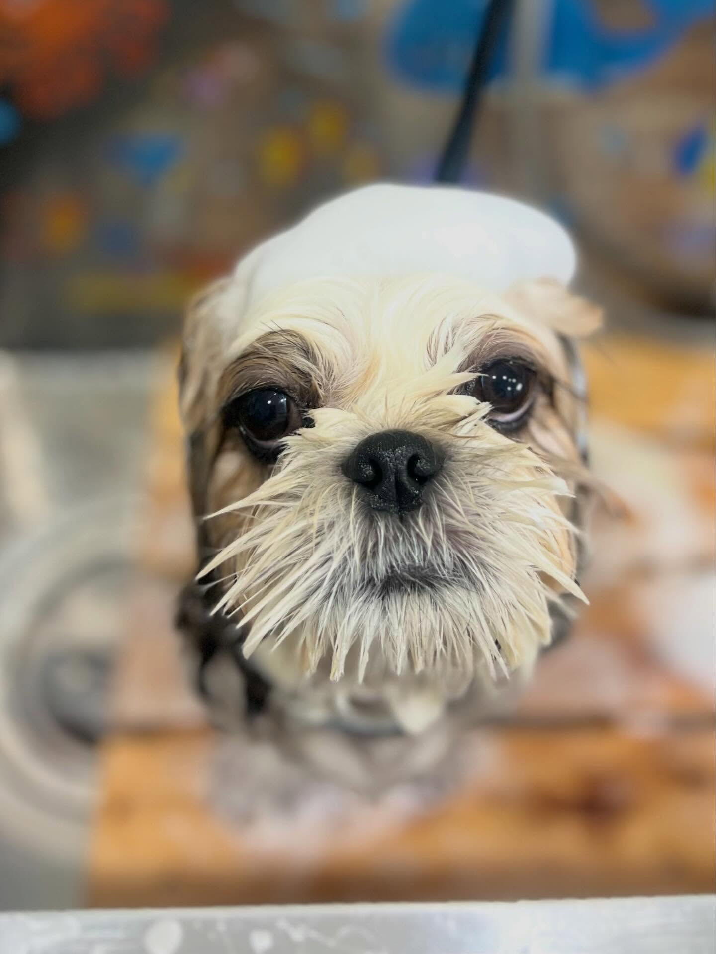 来店いただいたルイくんです🐶✨