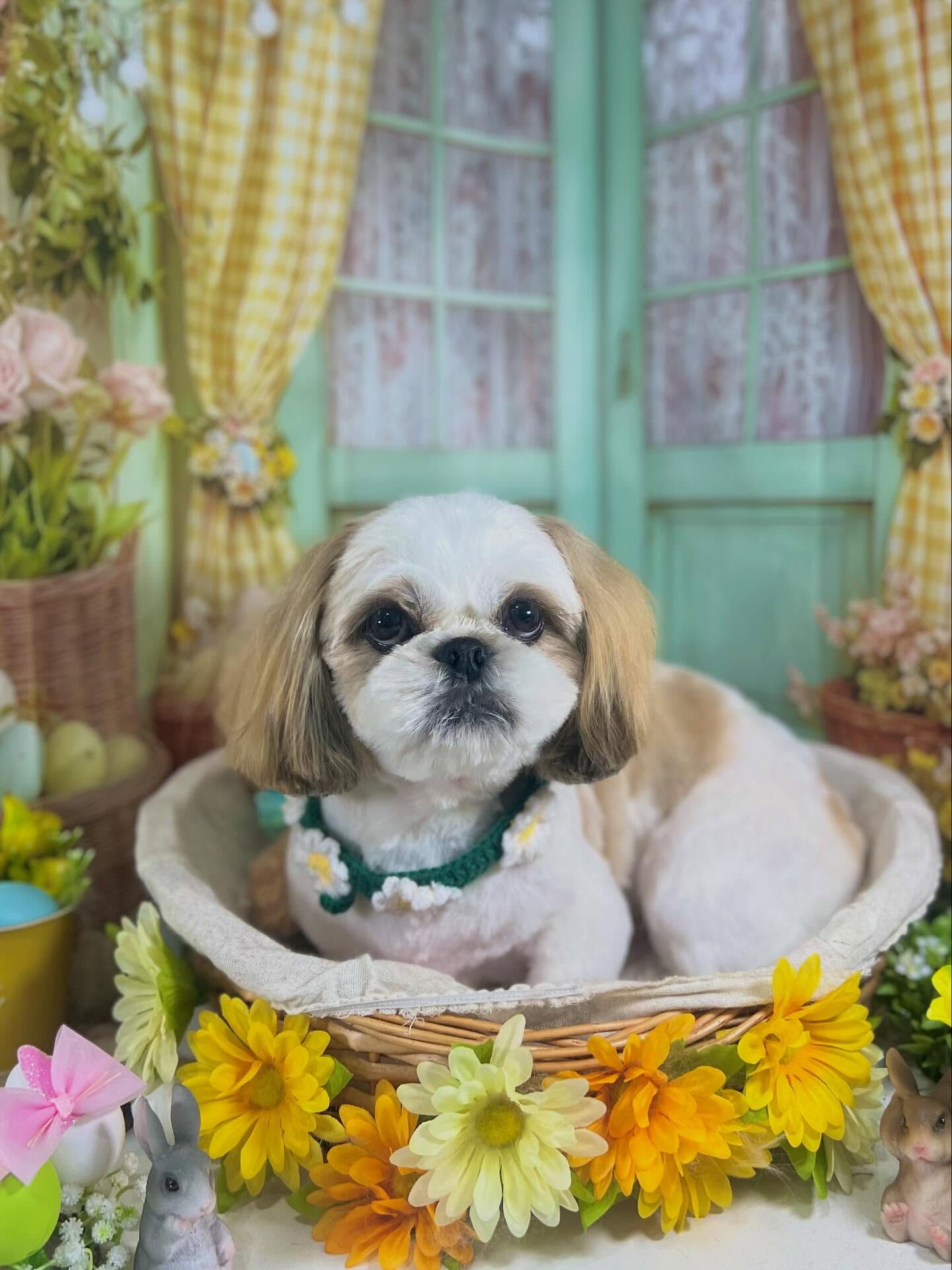 来店いただいたルイくんです🐶✨