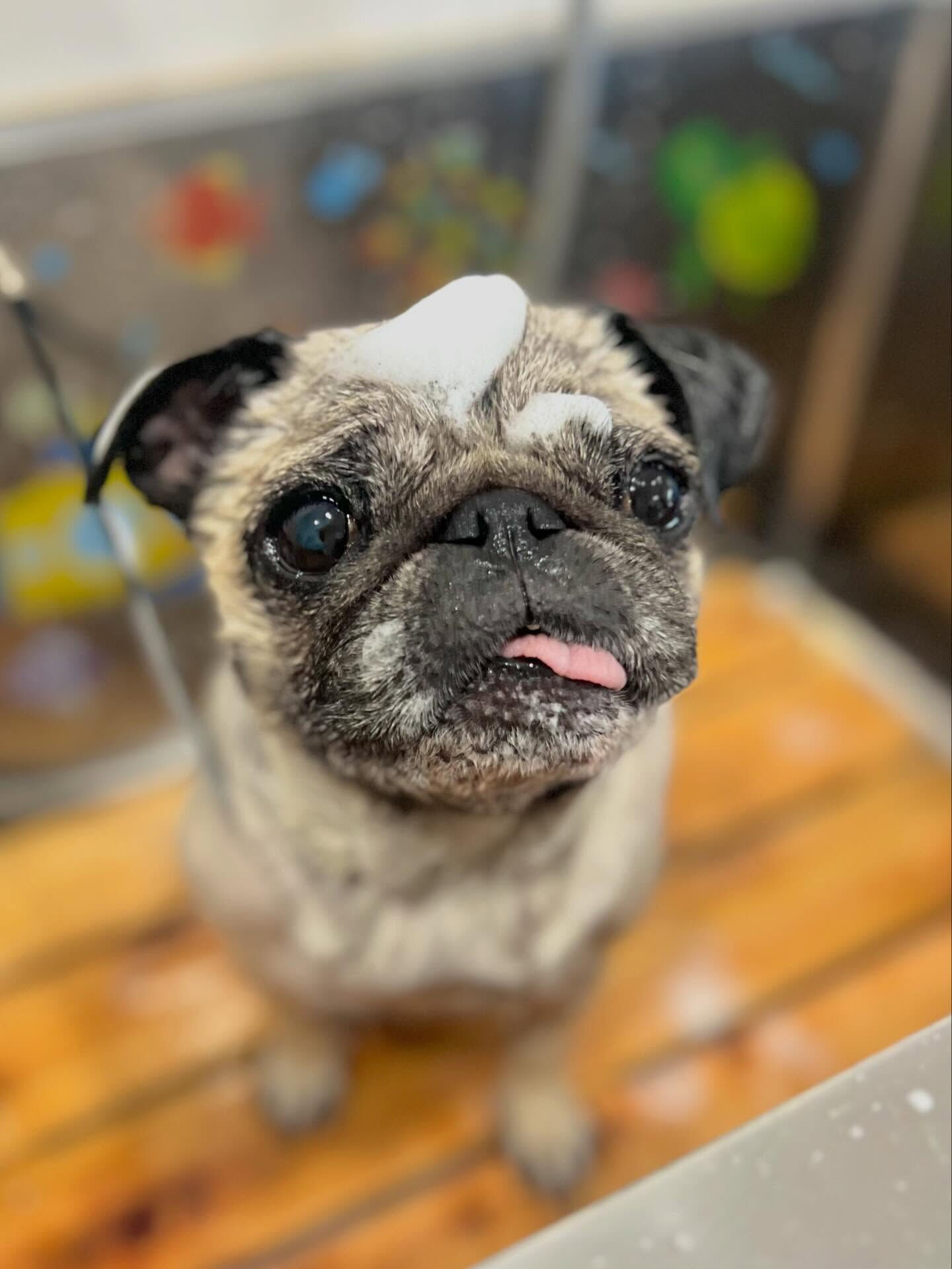 来店いただいたおとちゃんです🐶✨