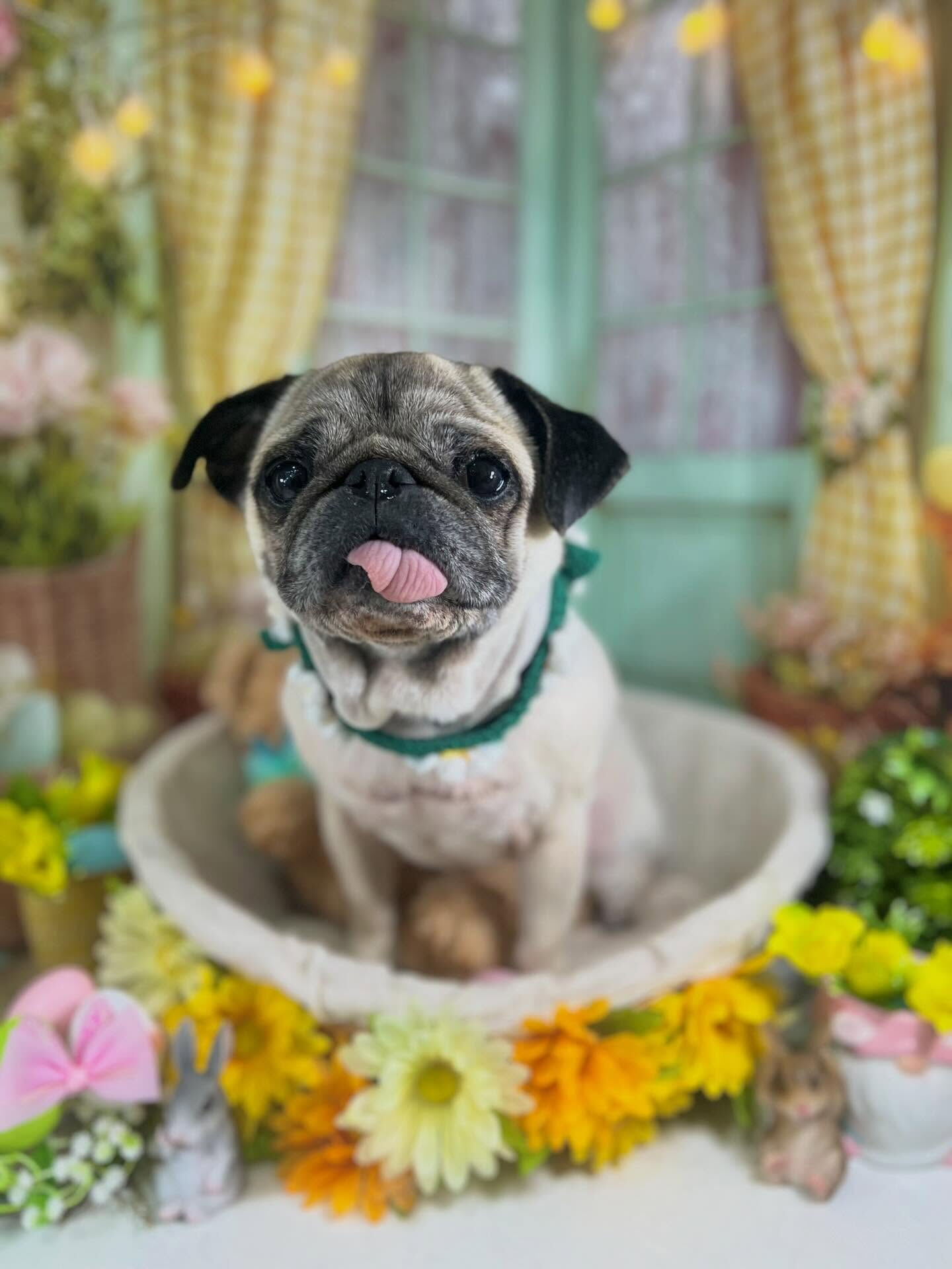来店いただいたおとちゃんです🐶✨