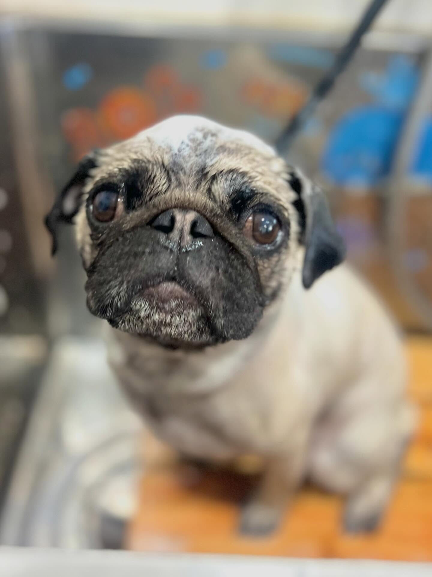 来店いただいたけいとちゃんです🐶✨