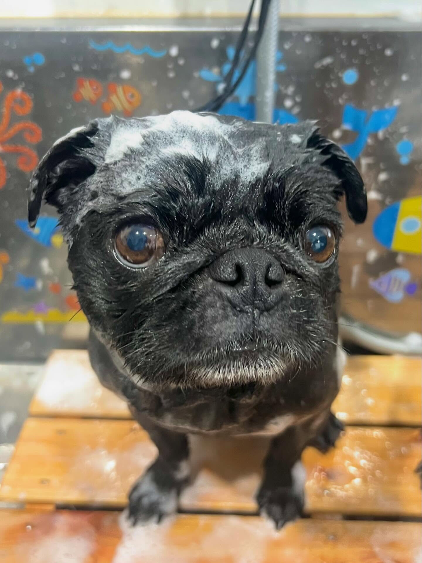 来店いただいたリトくんです🐶✨