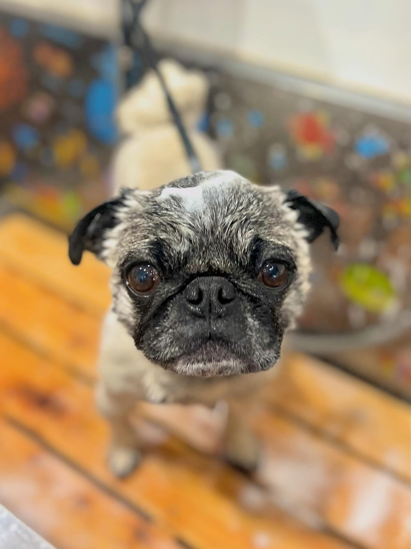 来店いただいたいぃとくんです🐶✨