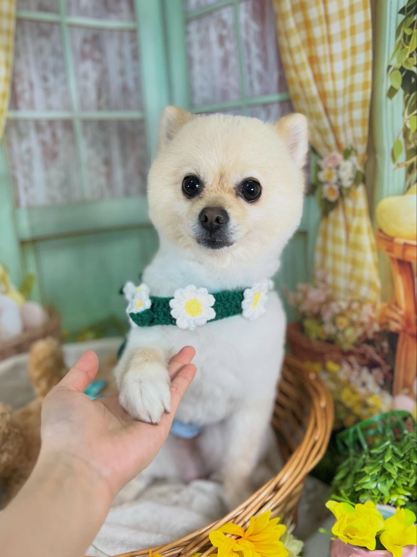 来店いただいたみるくくんです🐶✨