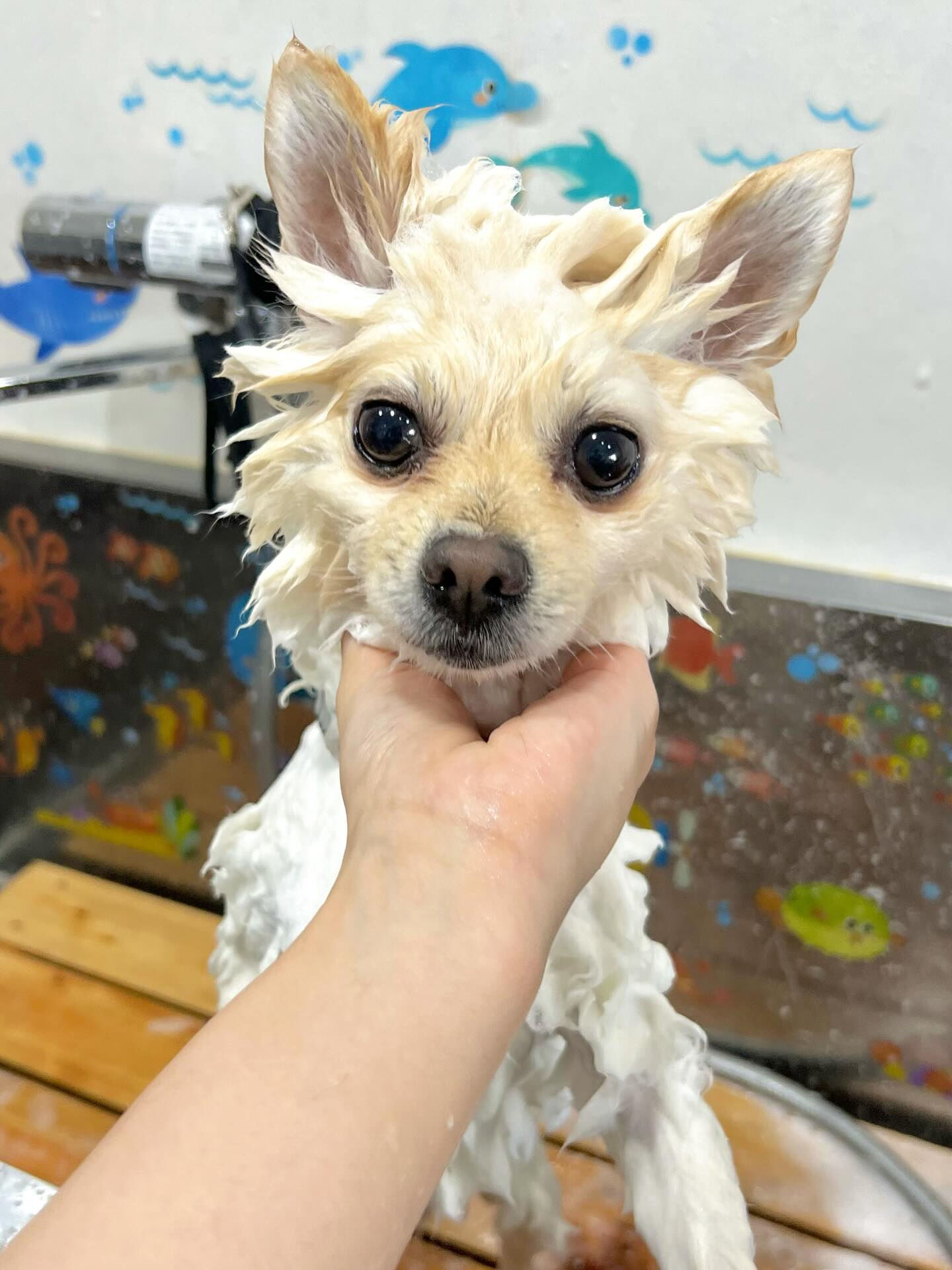 来店いただいたみるくくんです🐶✨