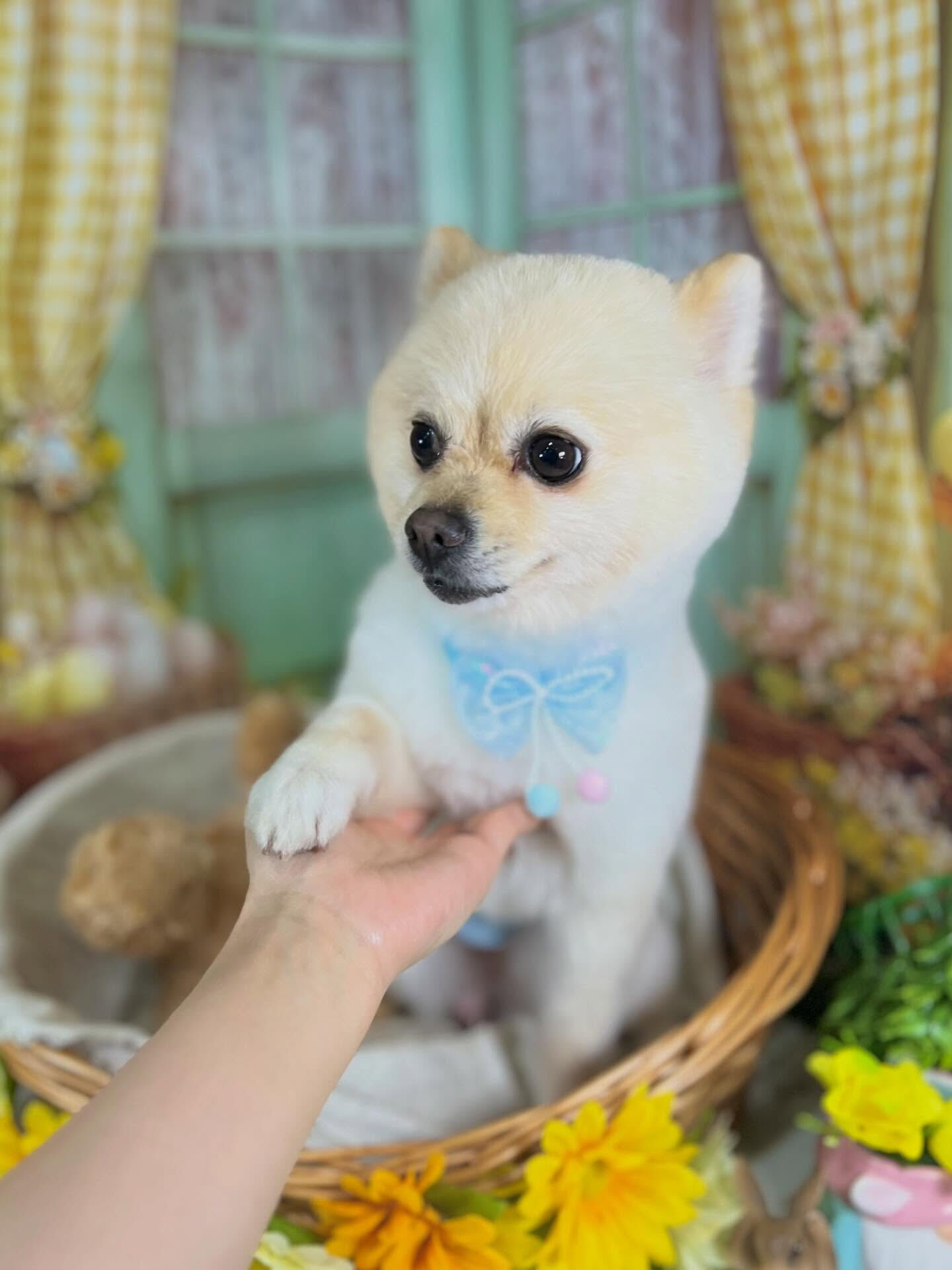 来店いただいたみるくくんです🐶✨