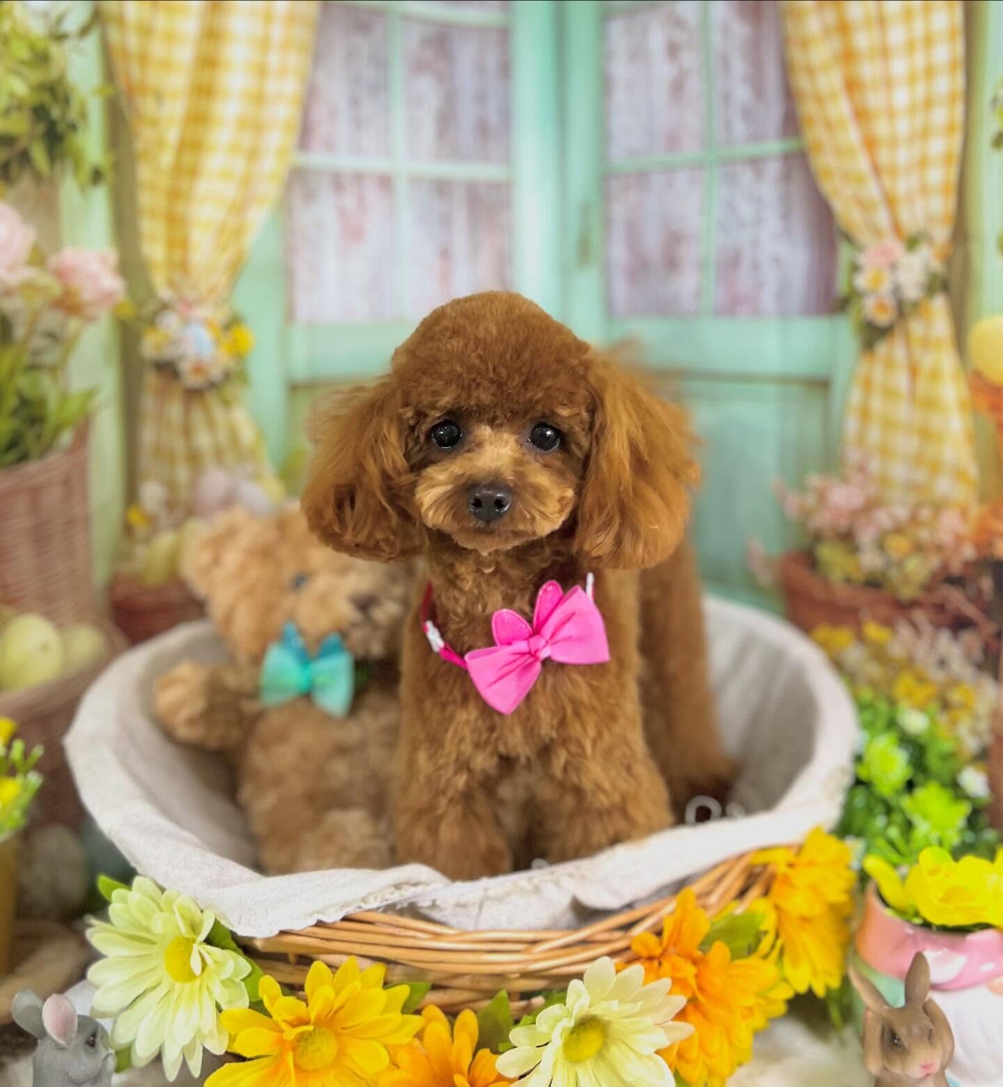 来店いただいた莉楽ちゃんです🐶✨