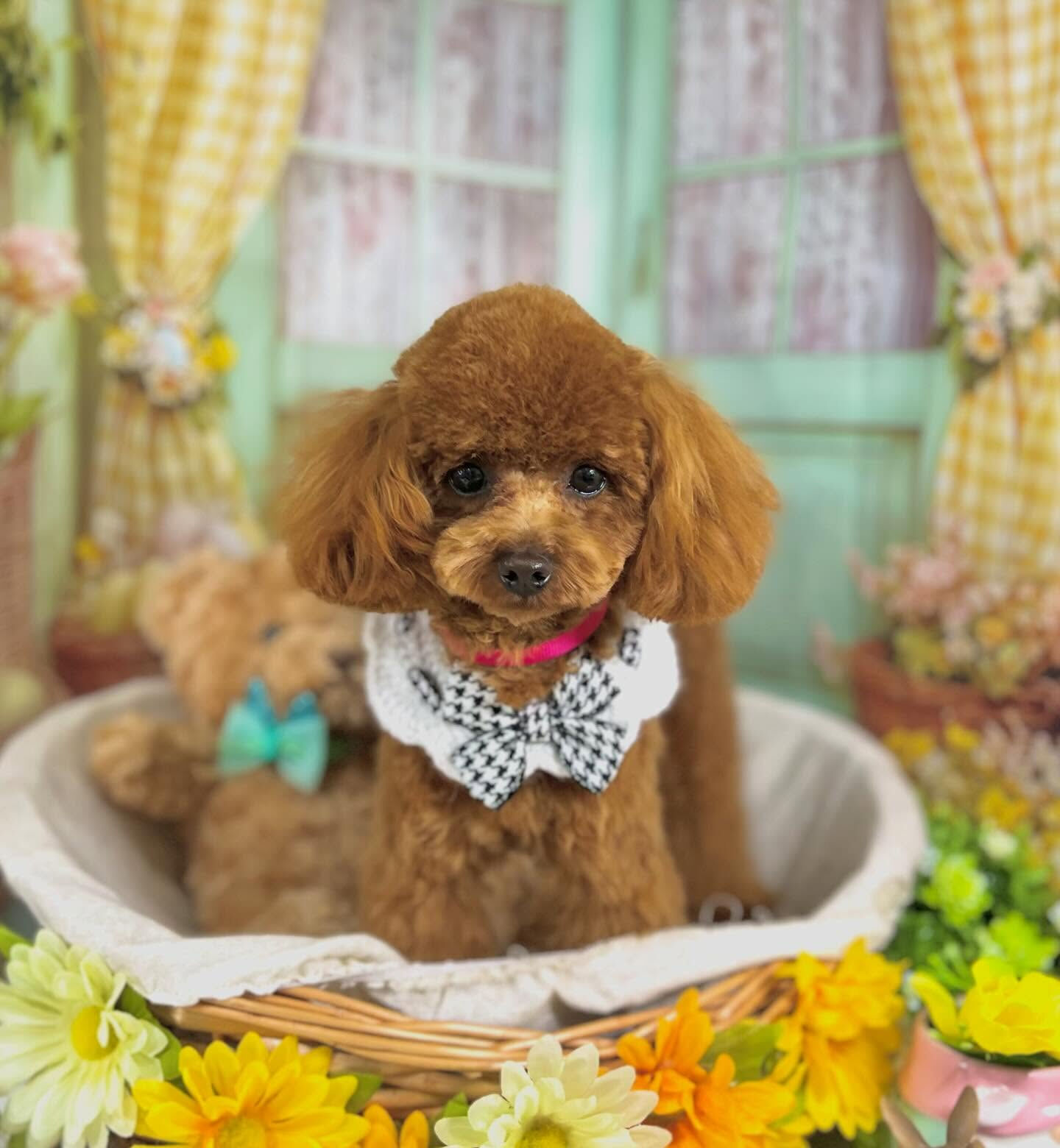 来店いただいた莉楽ちゃんです🐶✨