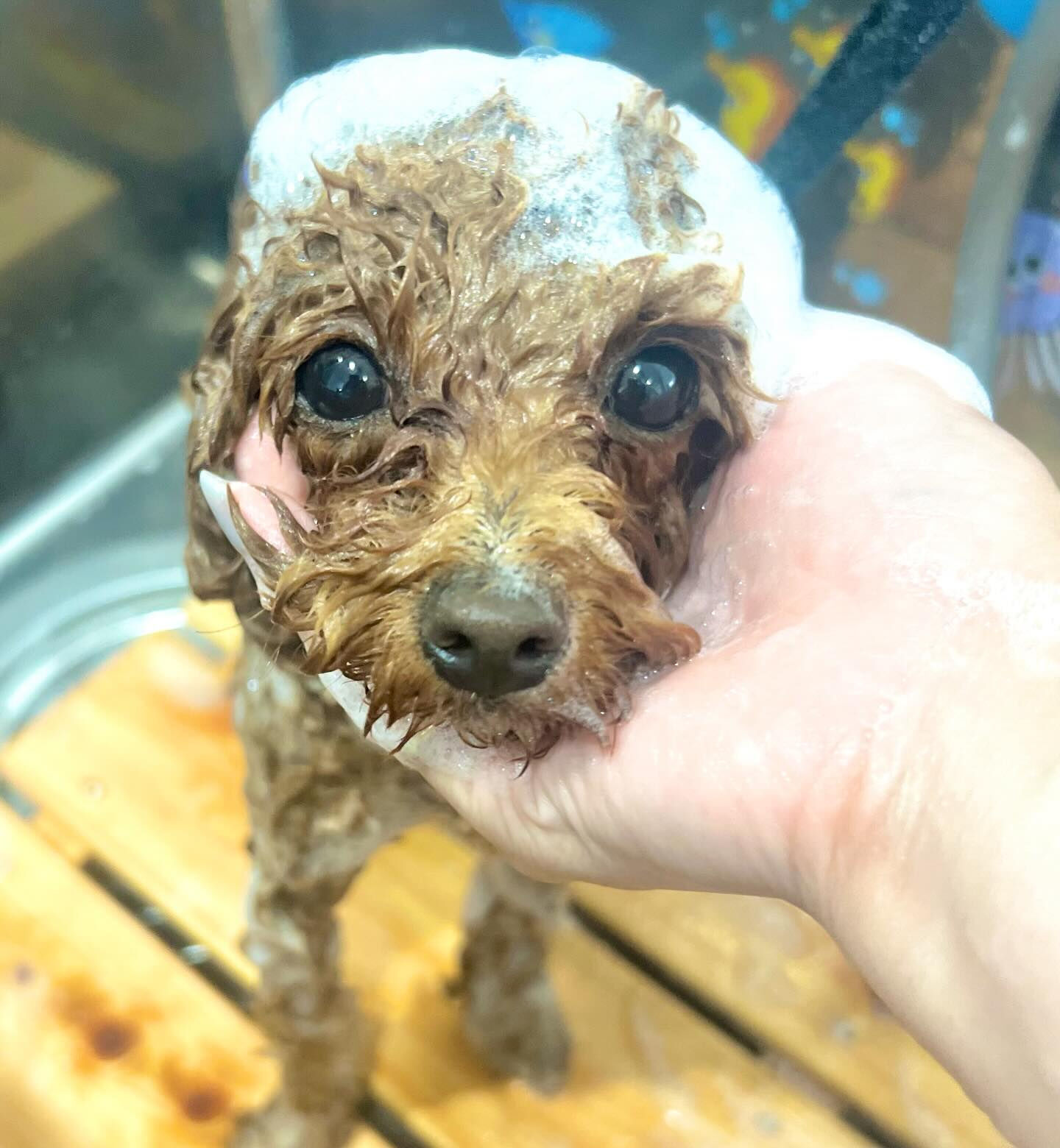 来店いただいた莉楽ちゃんです🐶✨