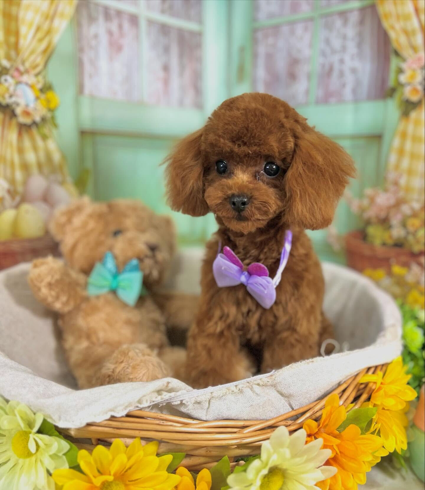 来店いただいた七夕ちゃんです🐶✨