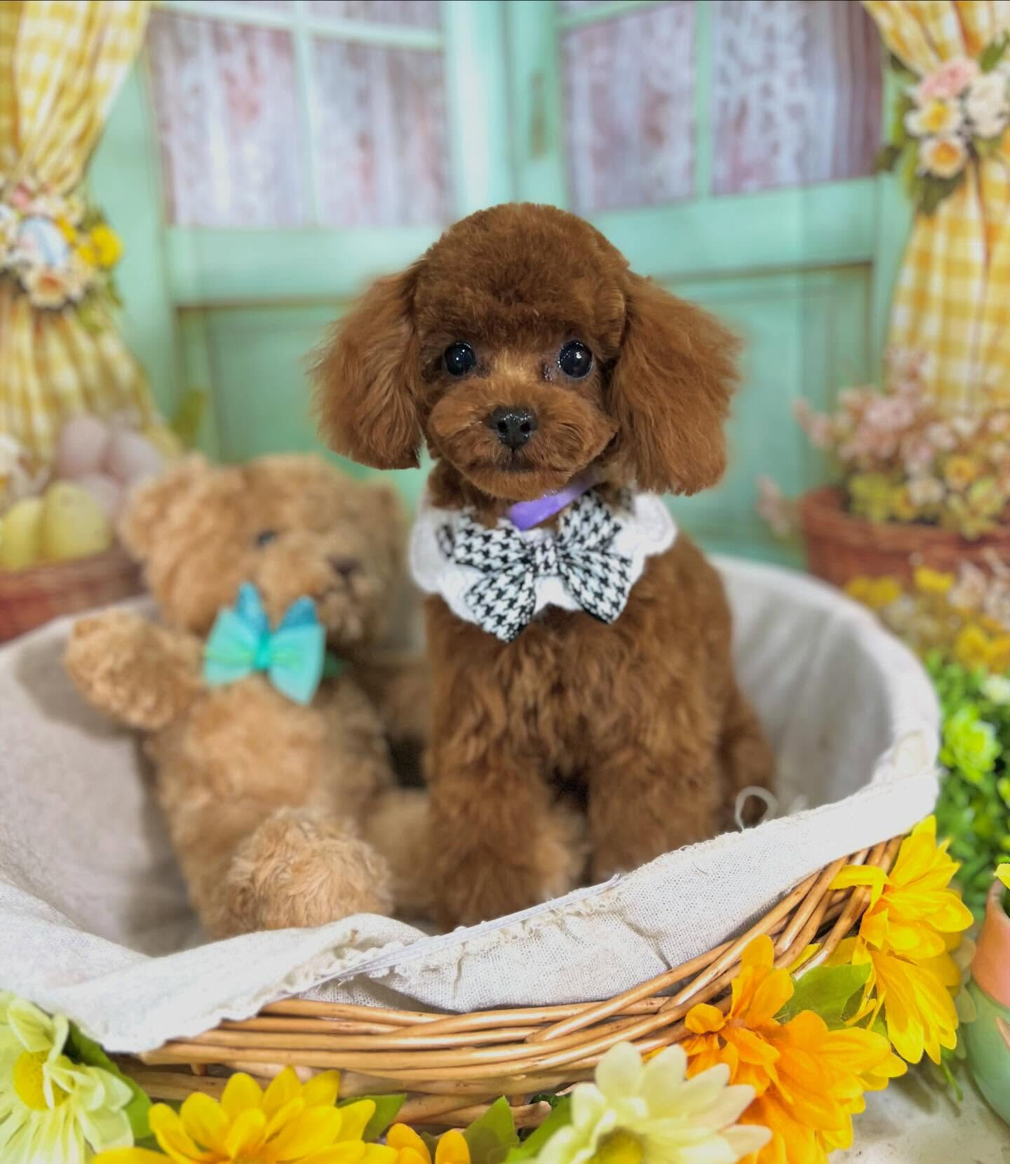 来店いただいた七夕ちゃんです🐶✨