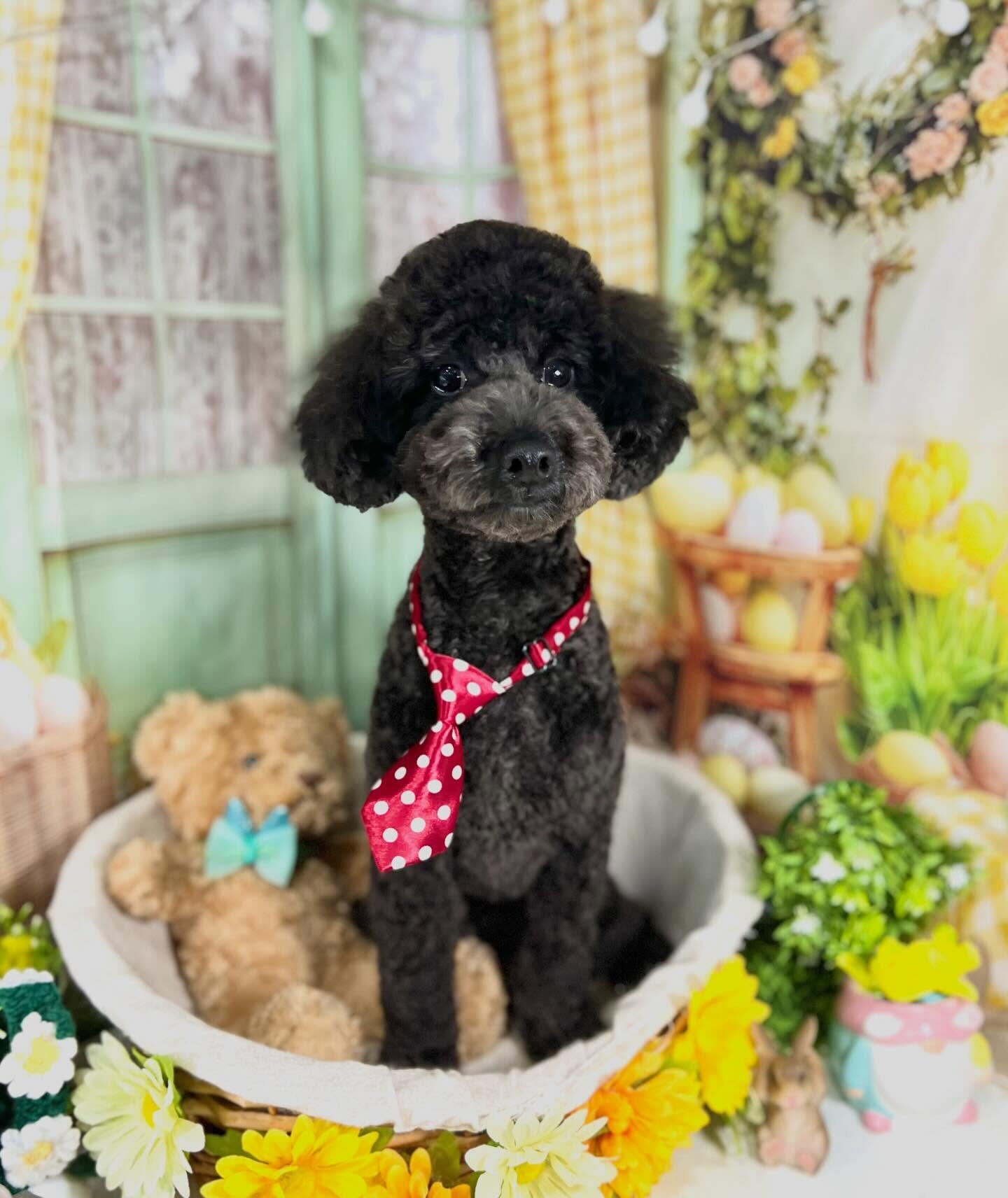 来店いただいたくろすけくんです🐶✨