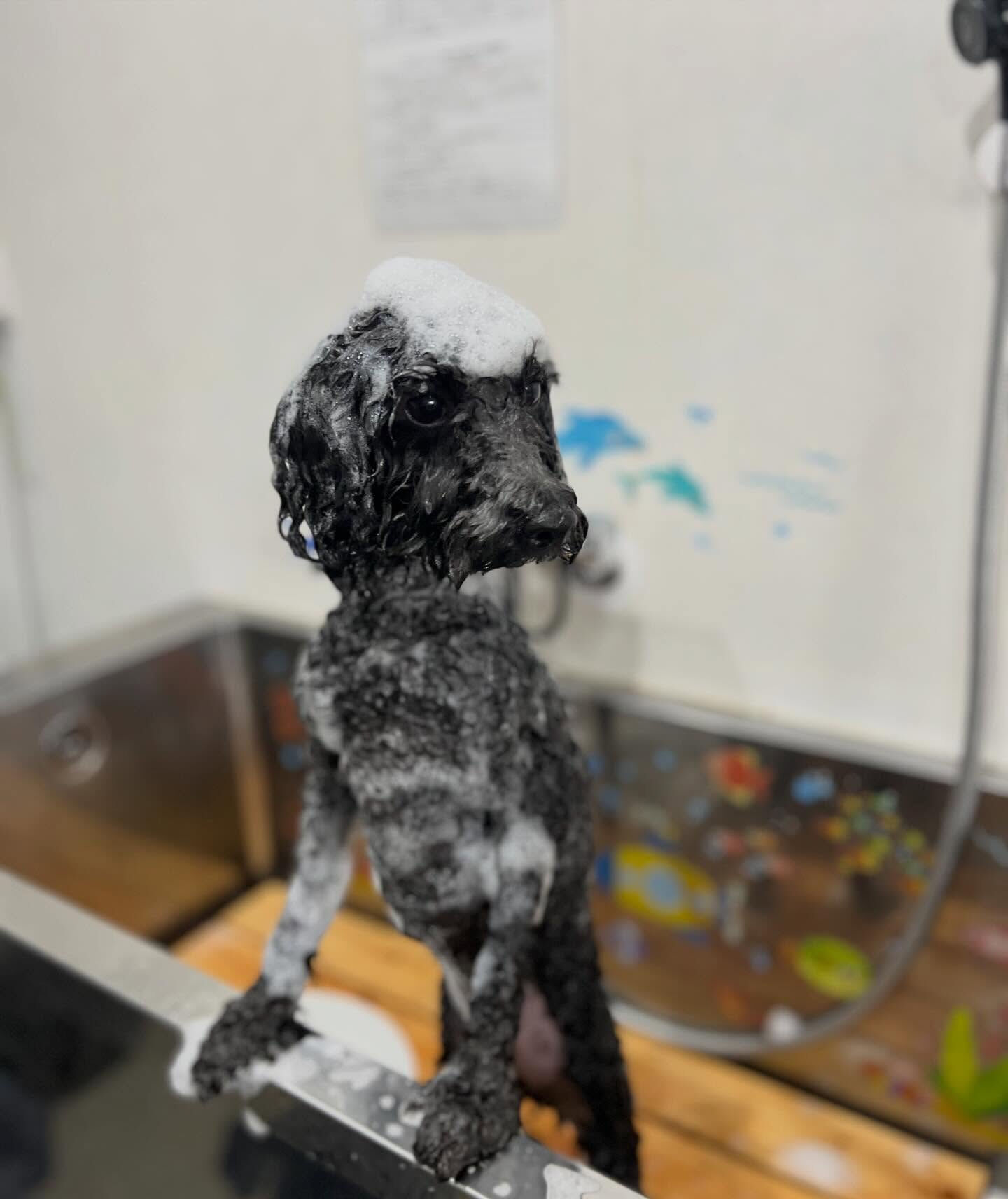 来店いただいたくろすけくんです🐶✨