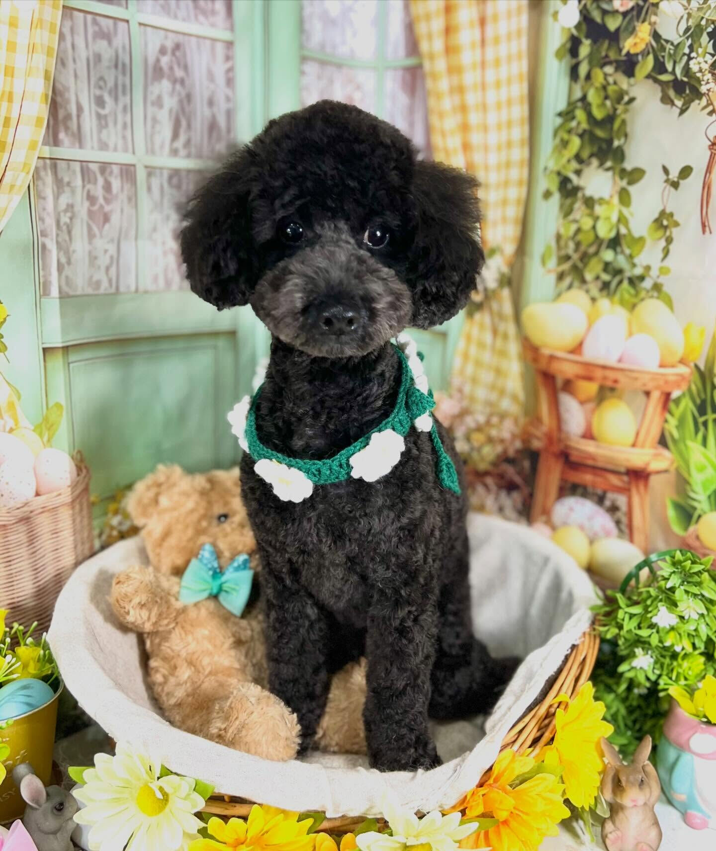 来店いただいたくろすけくんです🐶✨